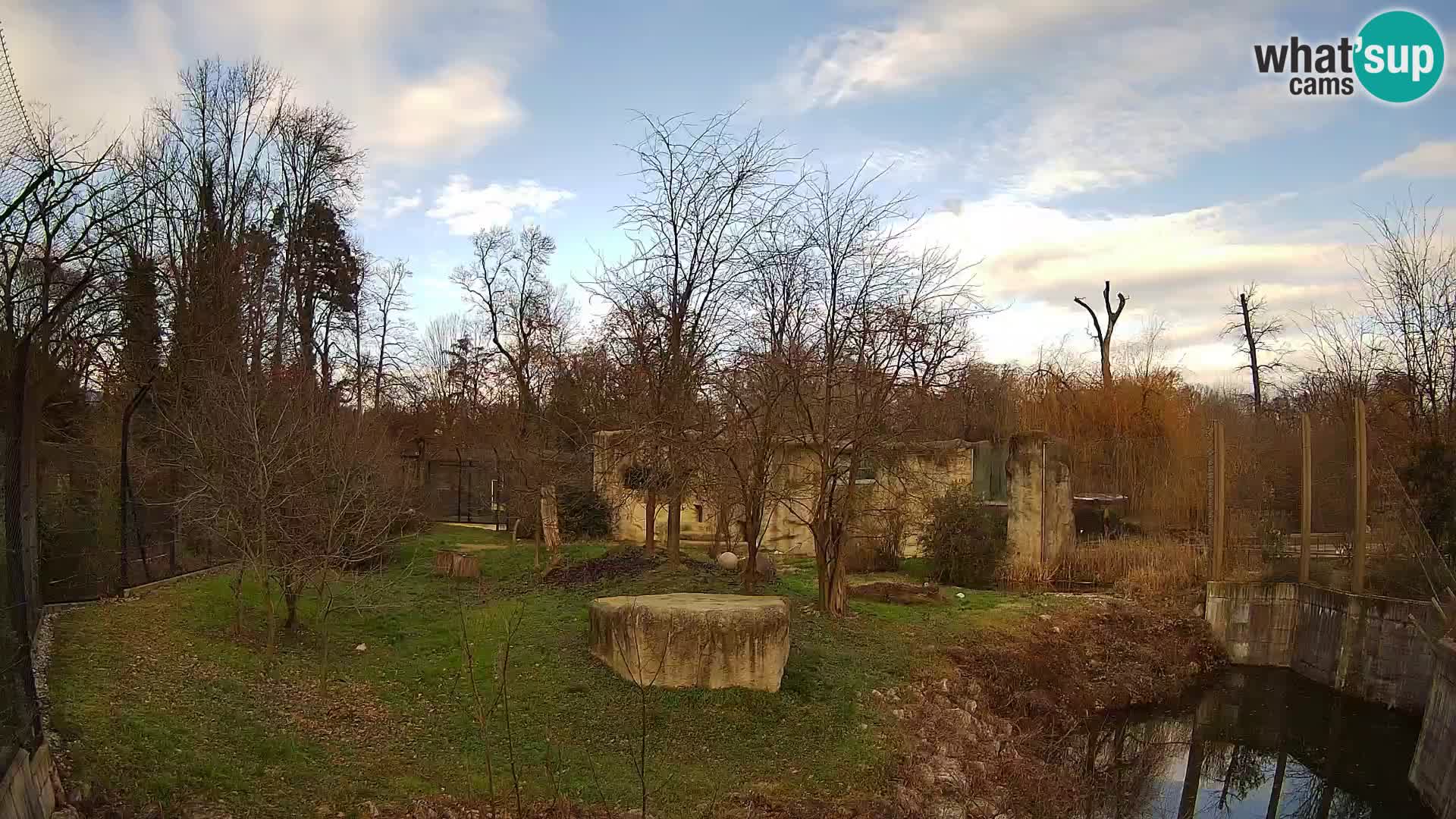 Zoo Zagreb – Lion