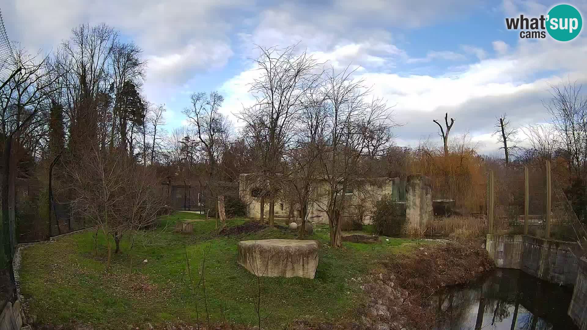 Zoo Zagreb – Lion