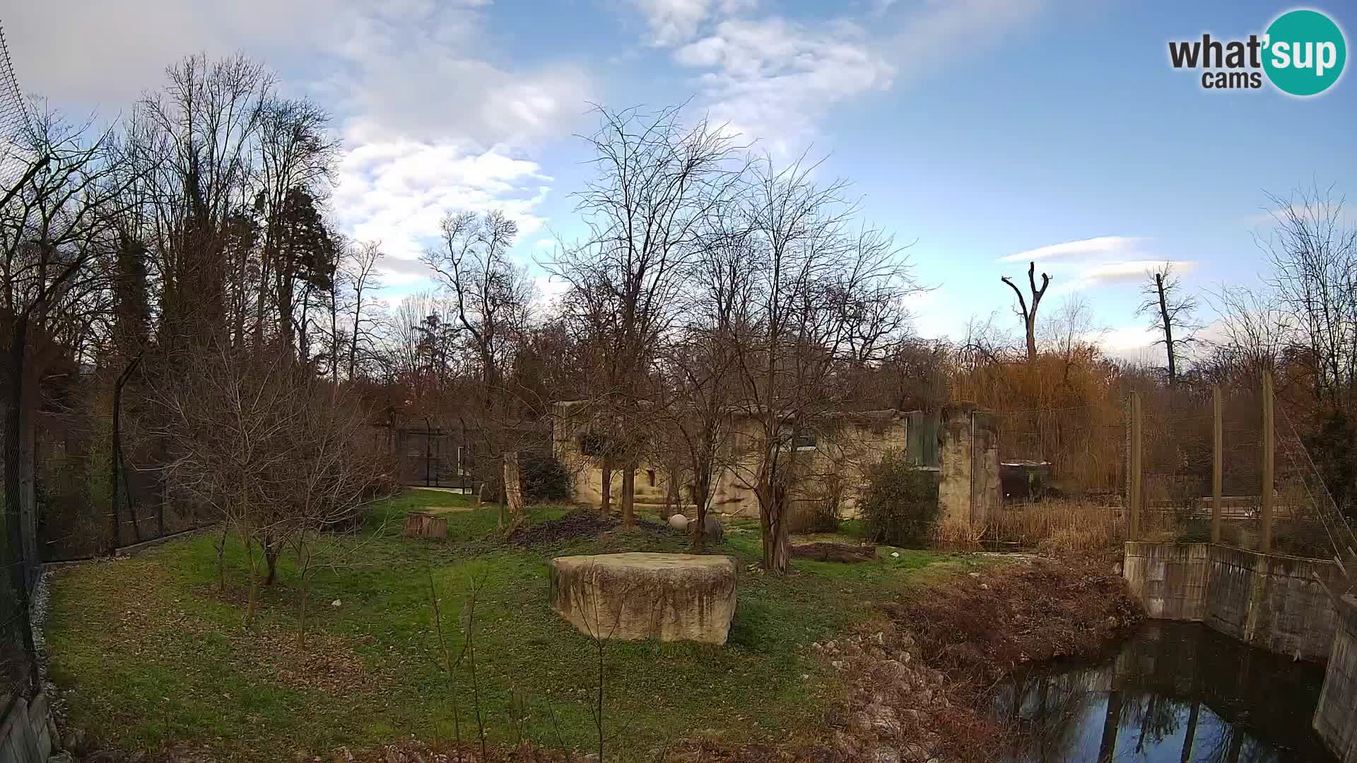 Zoo Zagreb – Lion