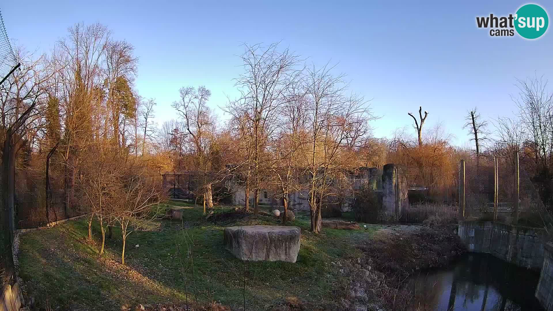 Zoo Zagreb – Lion