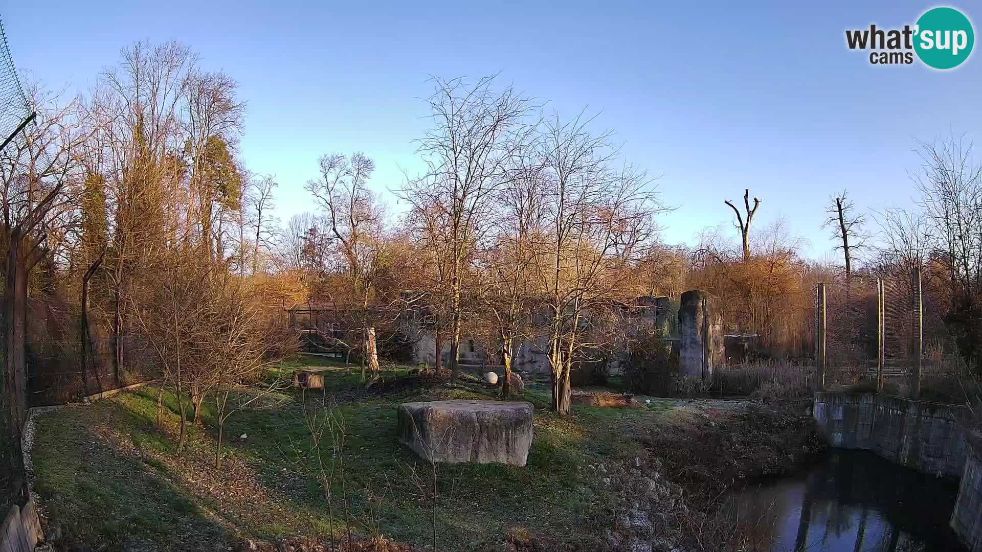 Zoo Zagreb – Lion