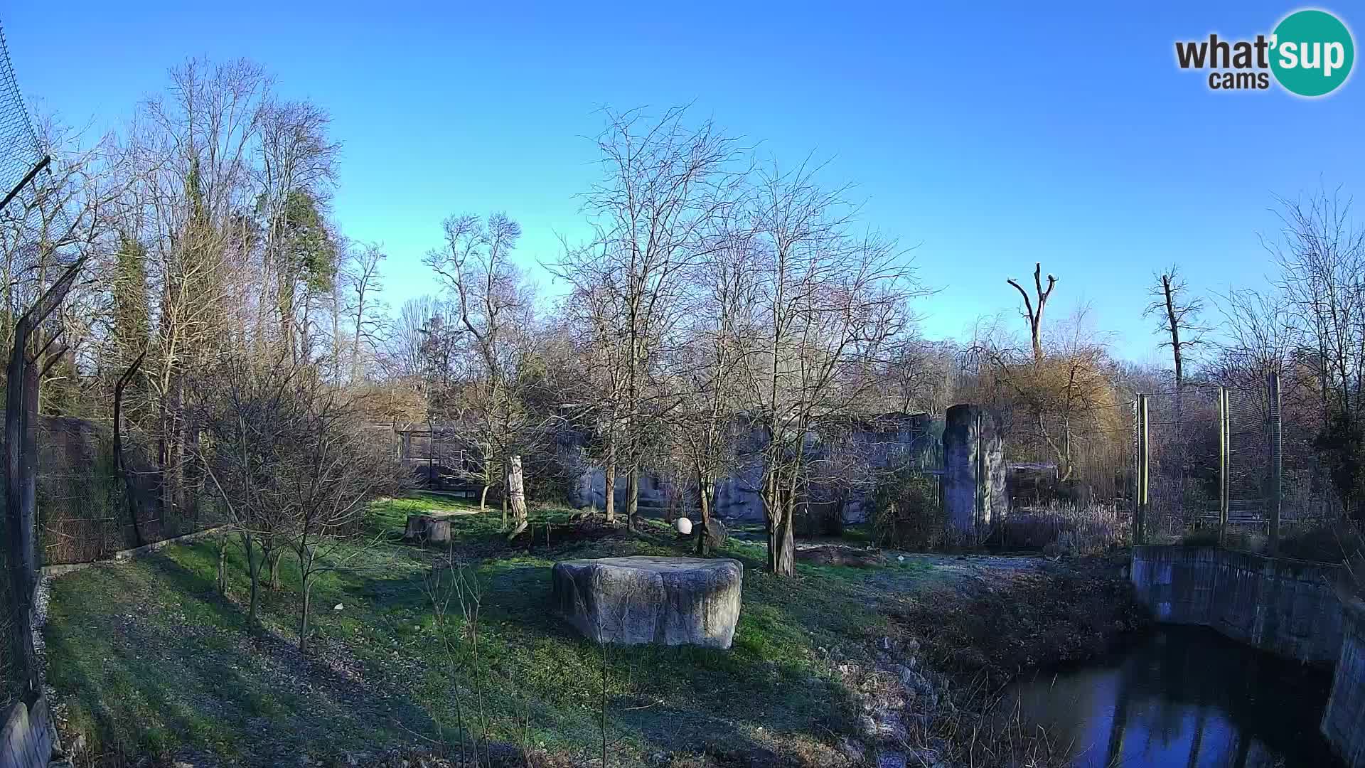 Zoo Zagreb – Lion