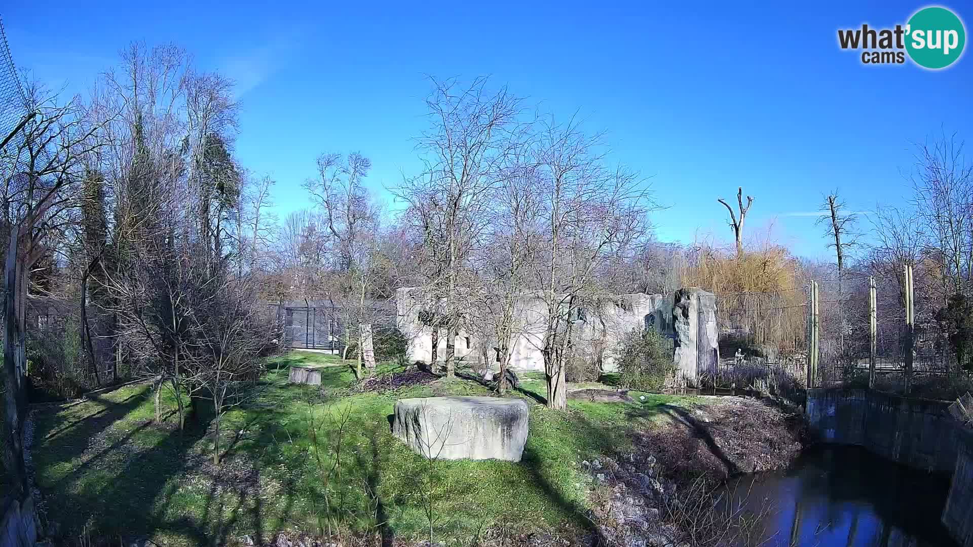 Zoo Zagreb – Lion