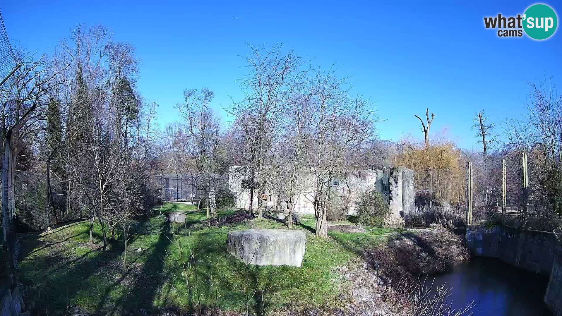 Zoo Zagreb – Lion