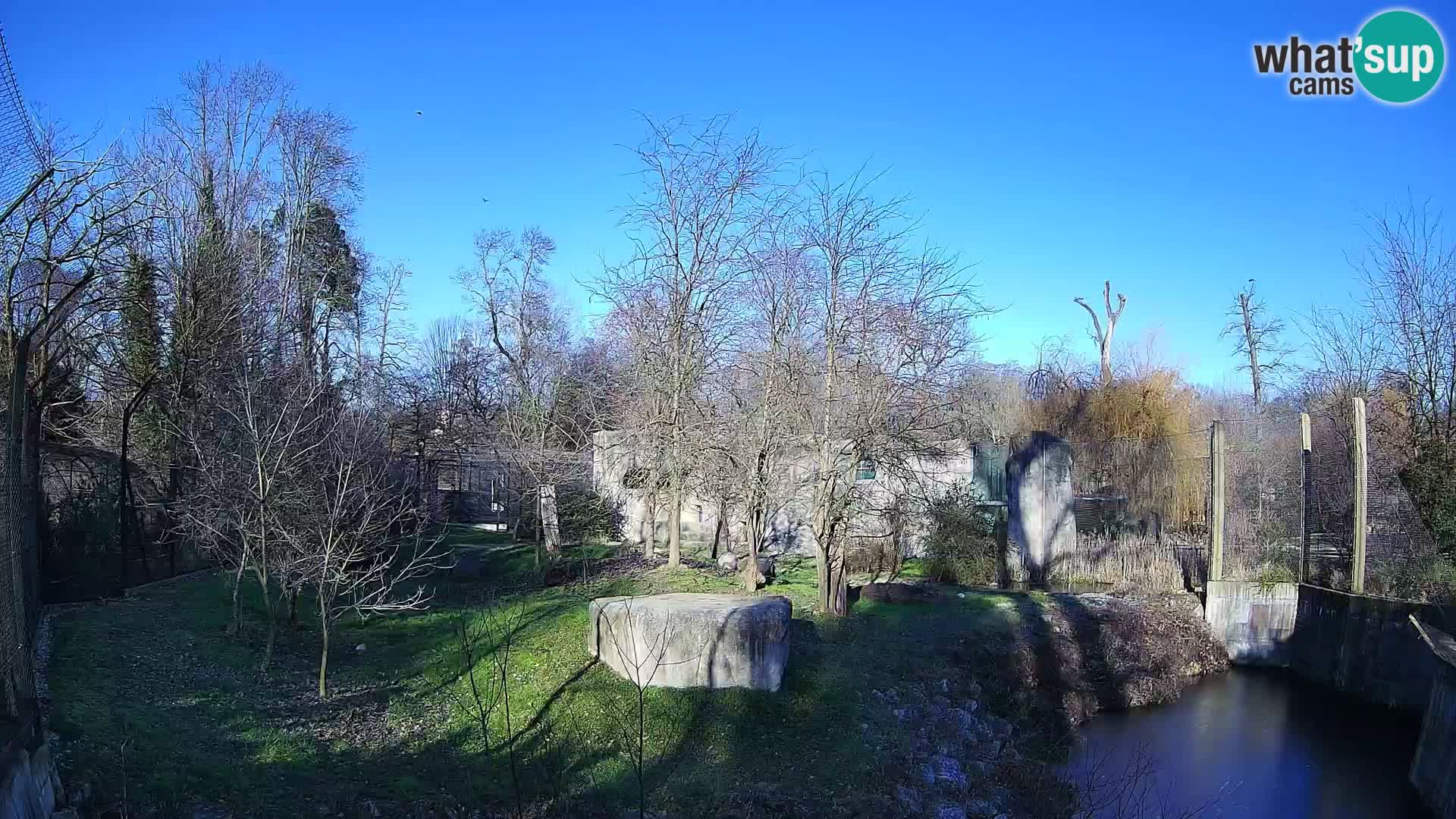 Zoo Zagreb – Lion