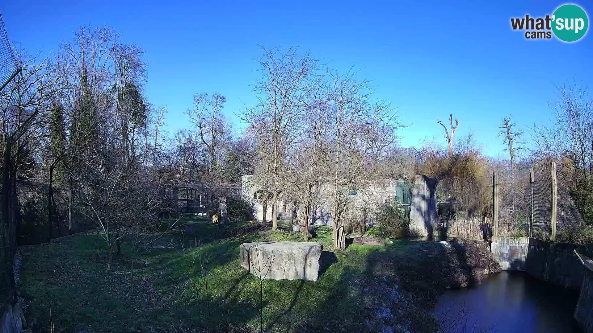 Zoo Zagreb – Lion