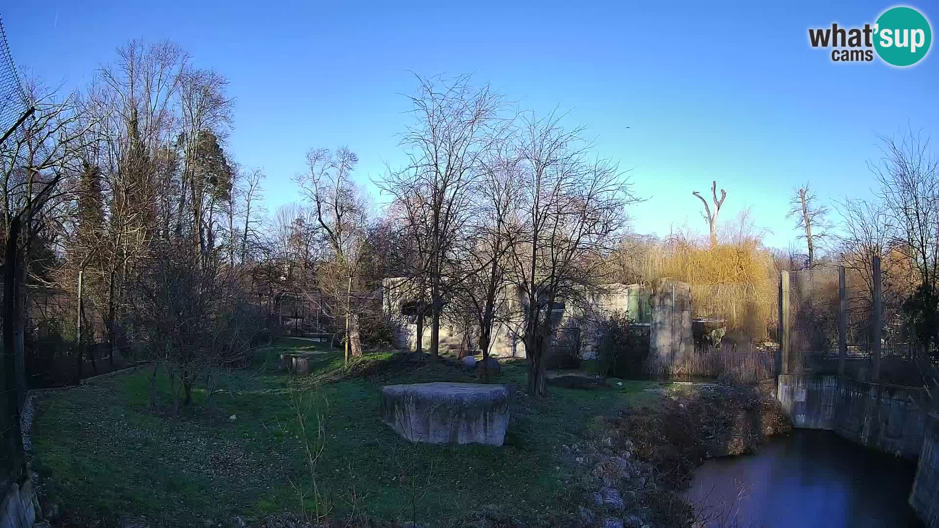 Zoo Zagreb – Lion