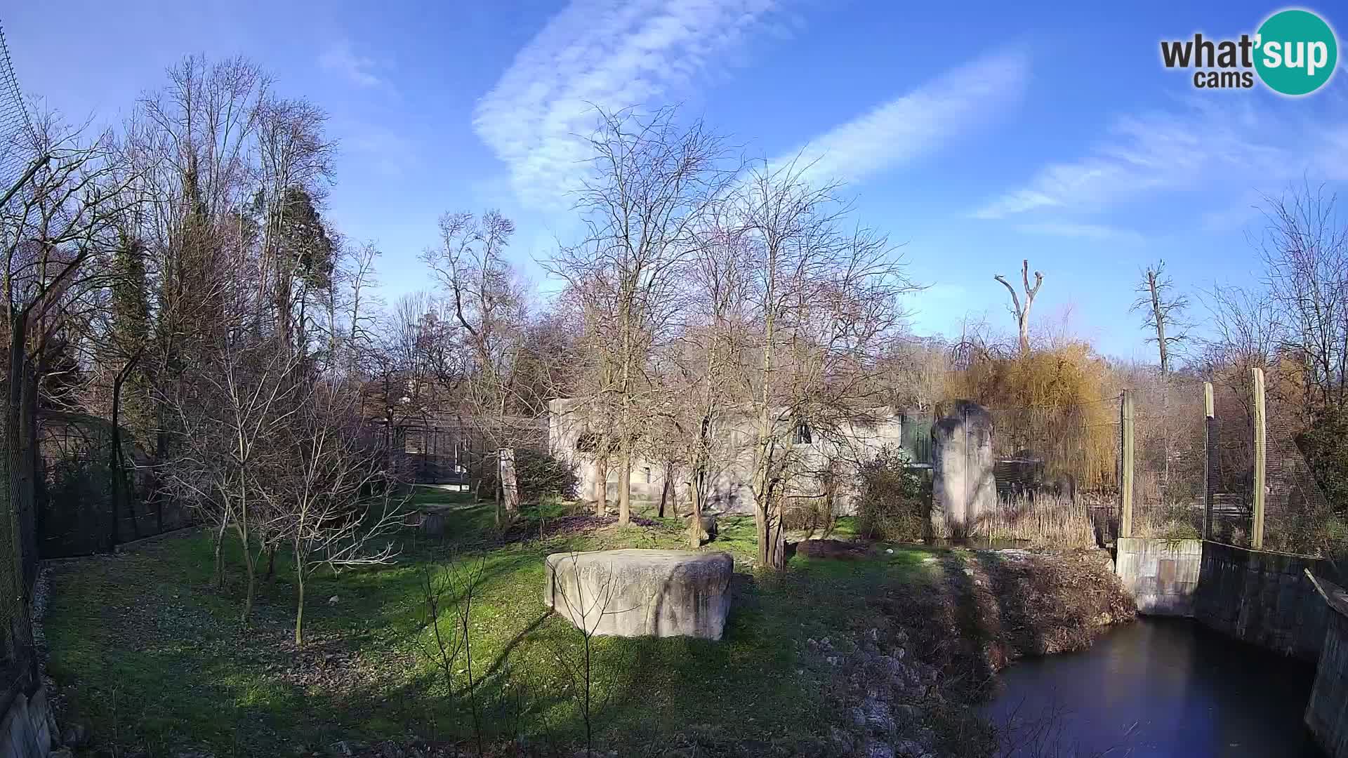 Zoo Zagreb – Lion