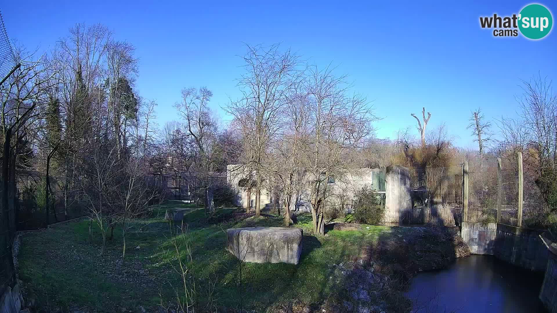 Zoo Zagreb – Lion