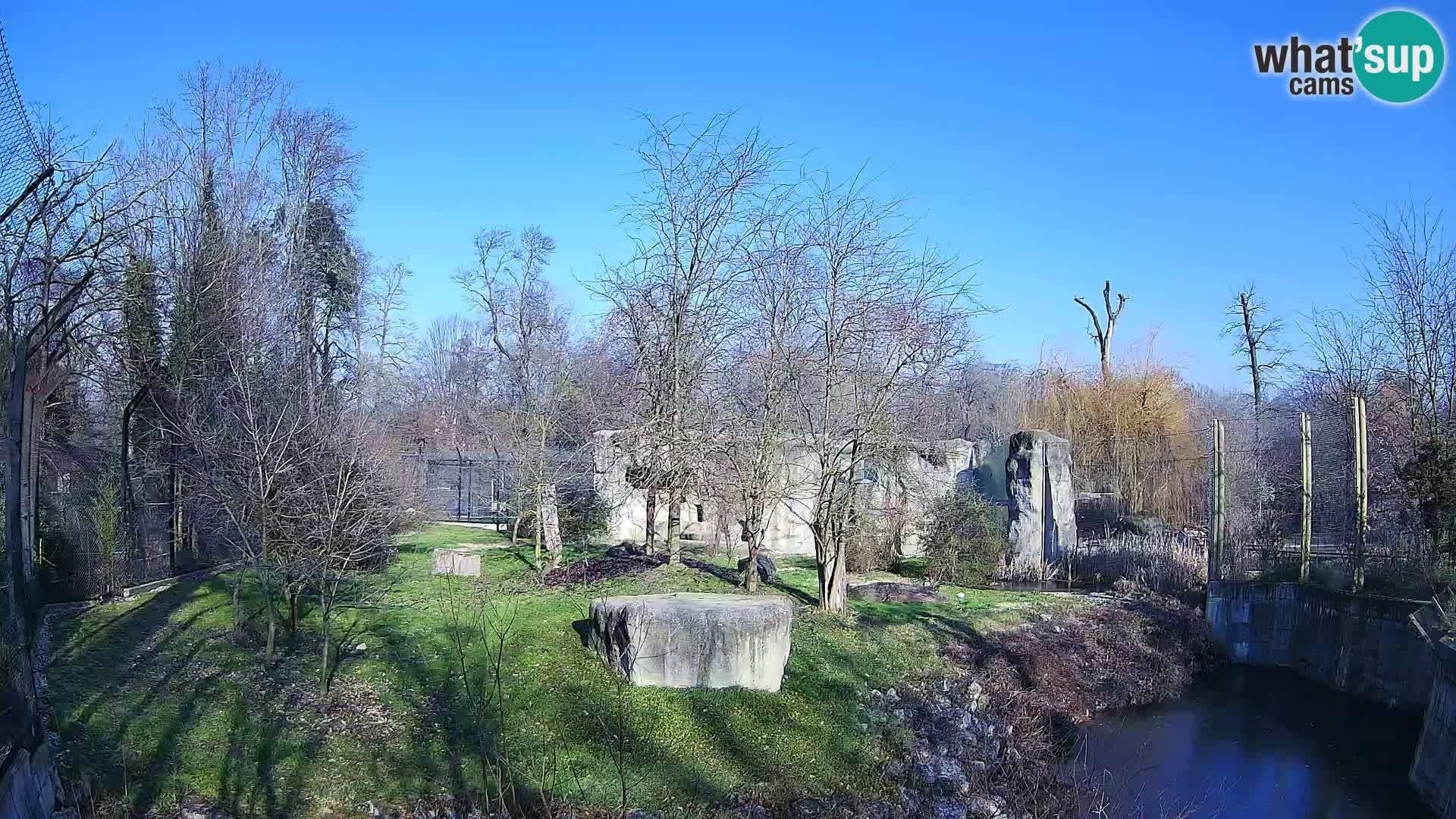 Zoo Zagreb – Lion