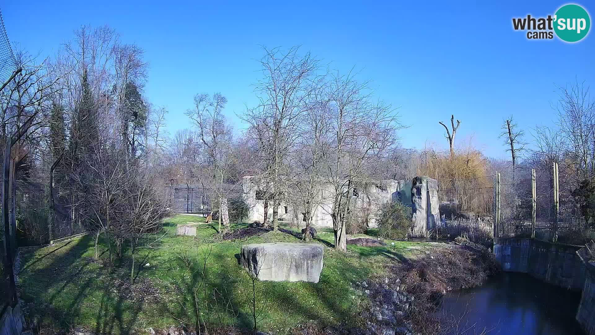 Zoo Zagreb – Löwen