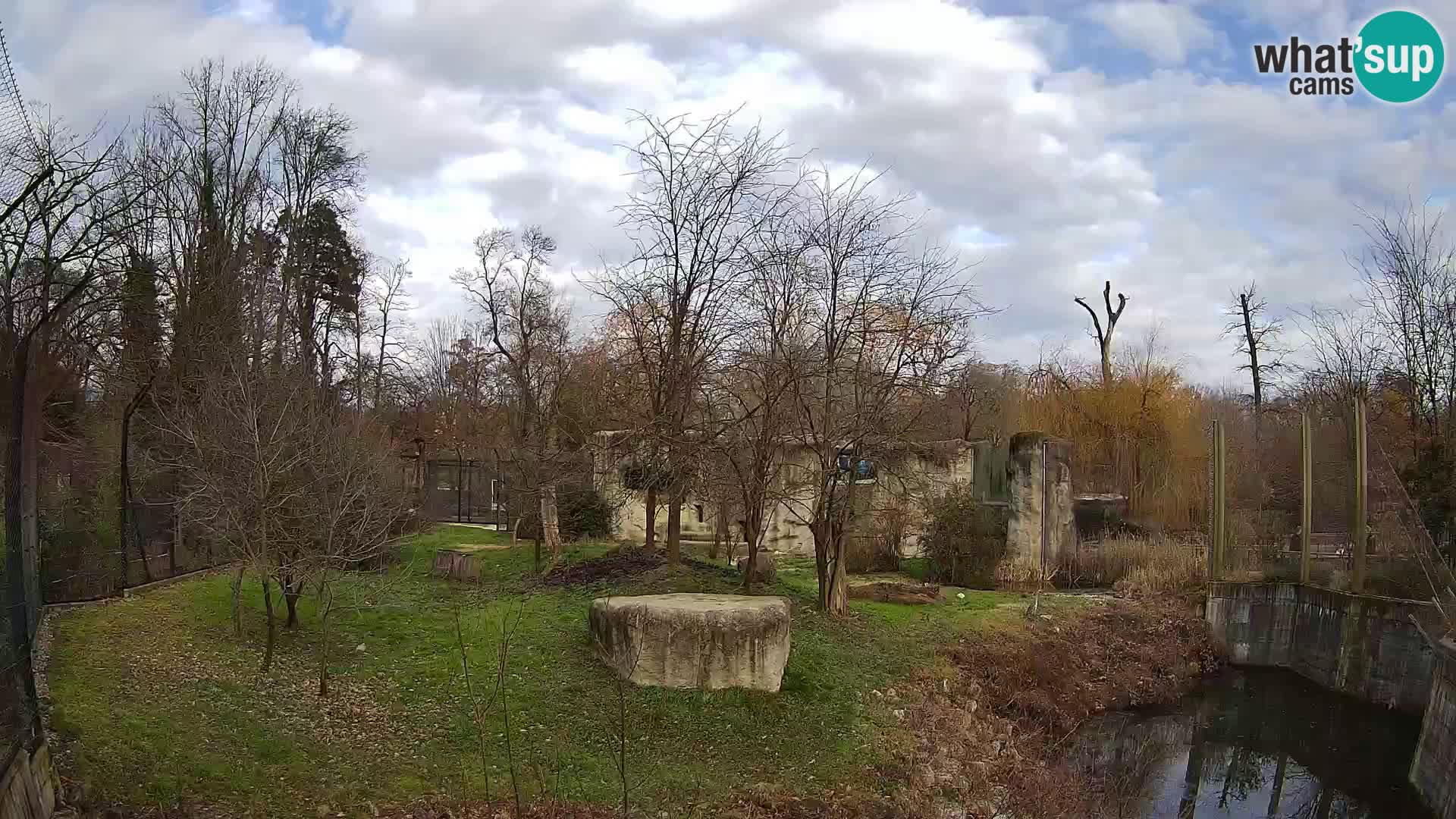 Zoo Zagreb – Lion