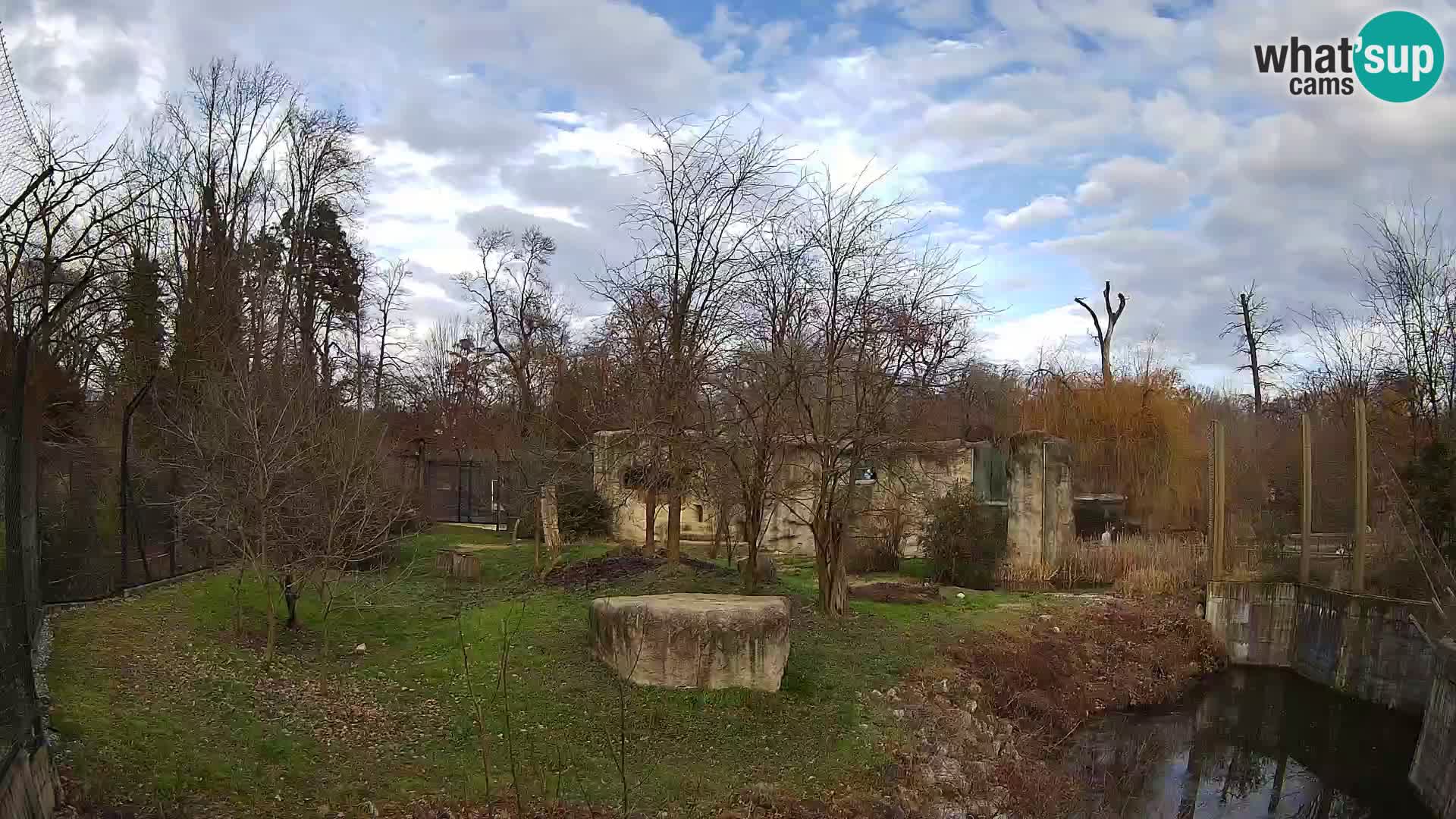 Zoo Zagreb – Lion