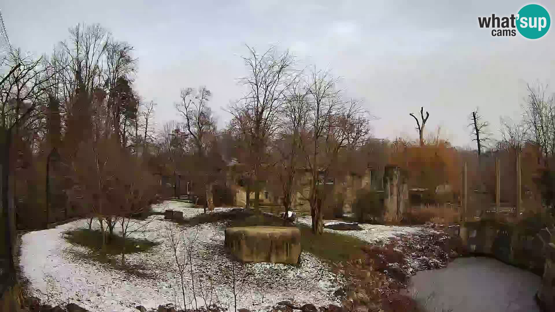 Zoo Zagreb – Lion