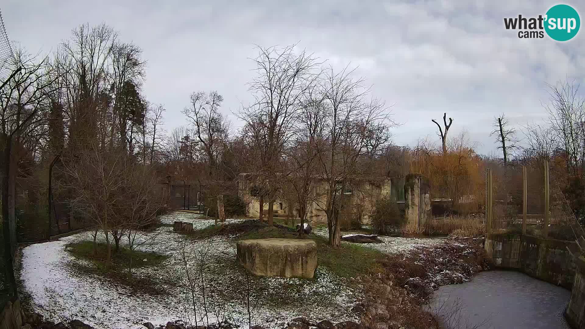 Zoo Zagreb – Lion