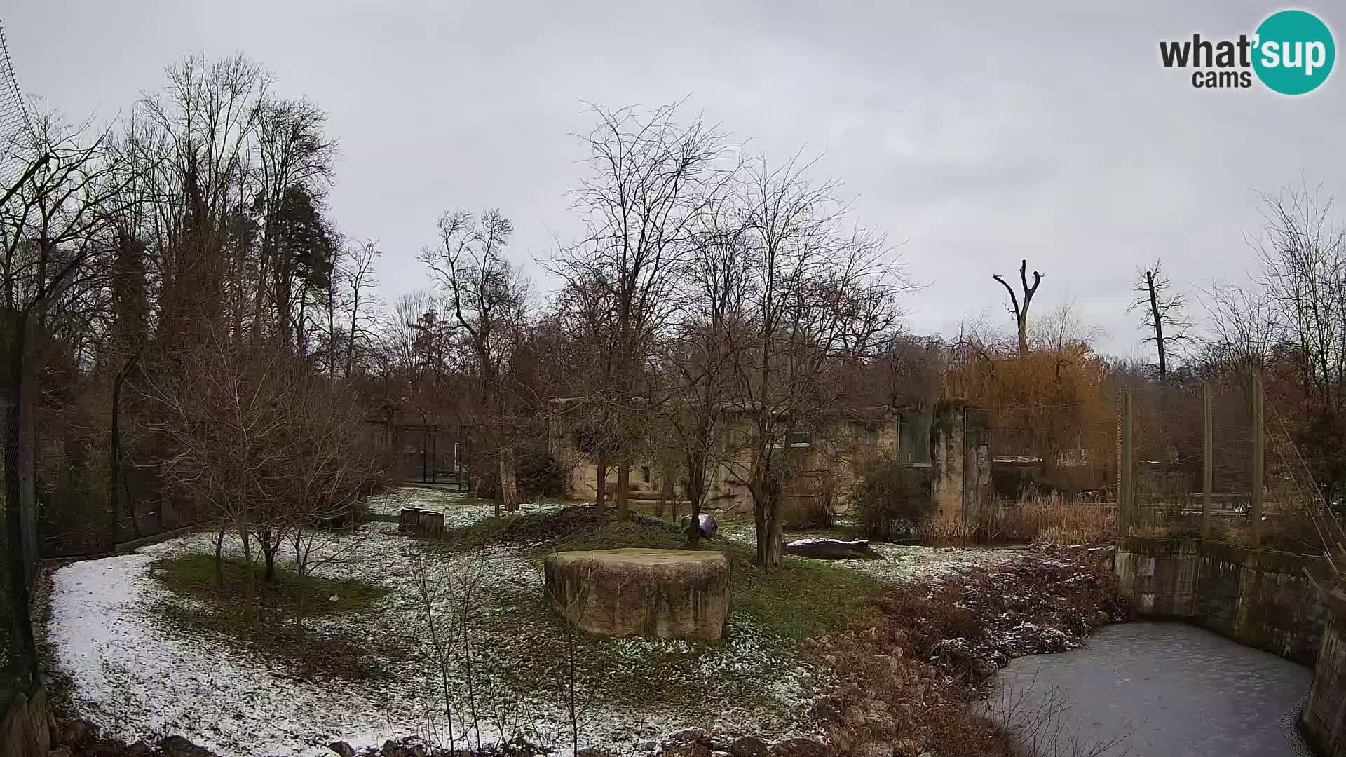 Zoo Zagreb – Lion