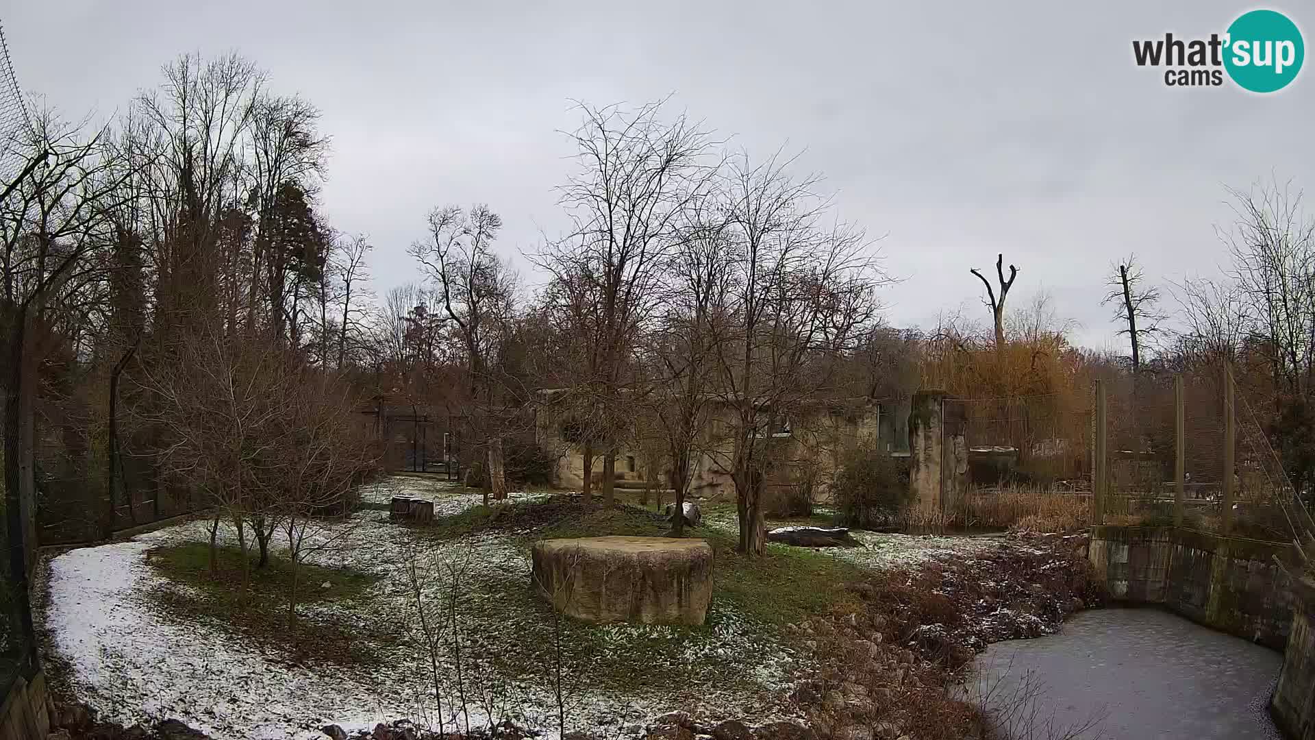 Zoo Zagreb – Lion