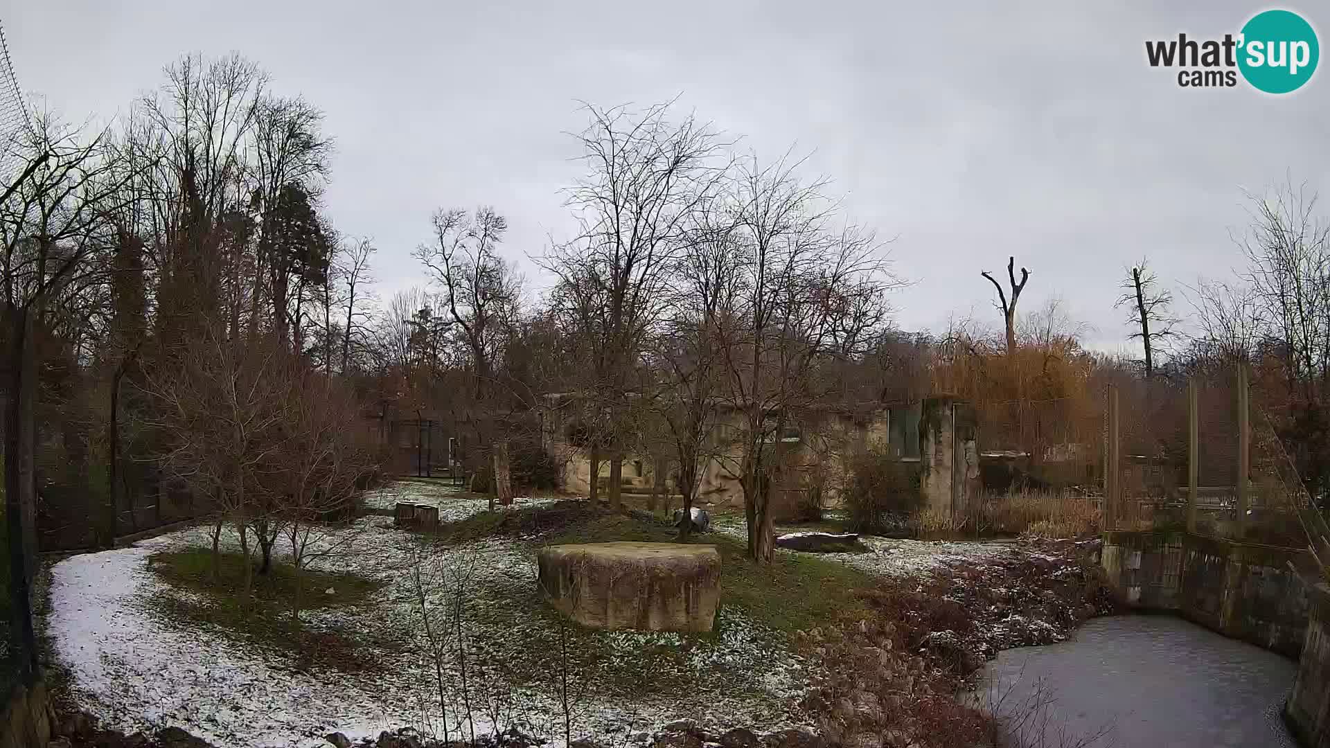 Zoo Zagreb – Lion