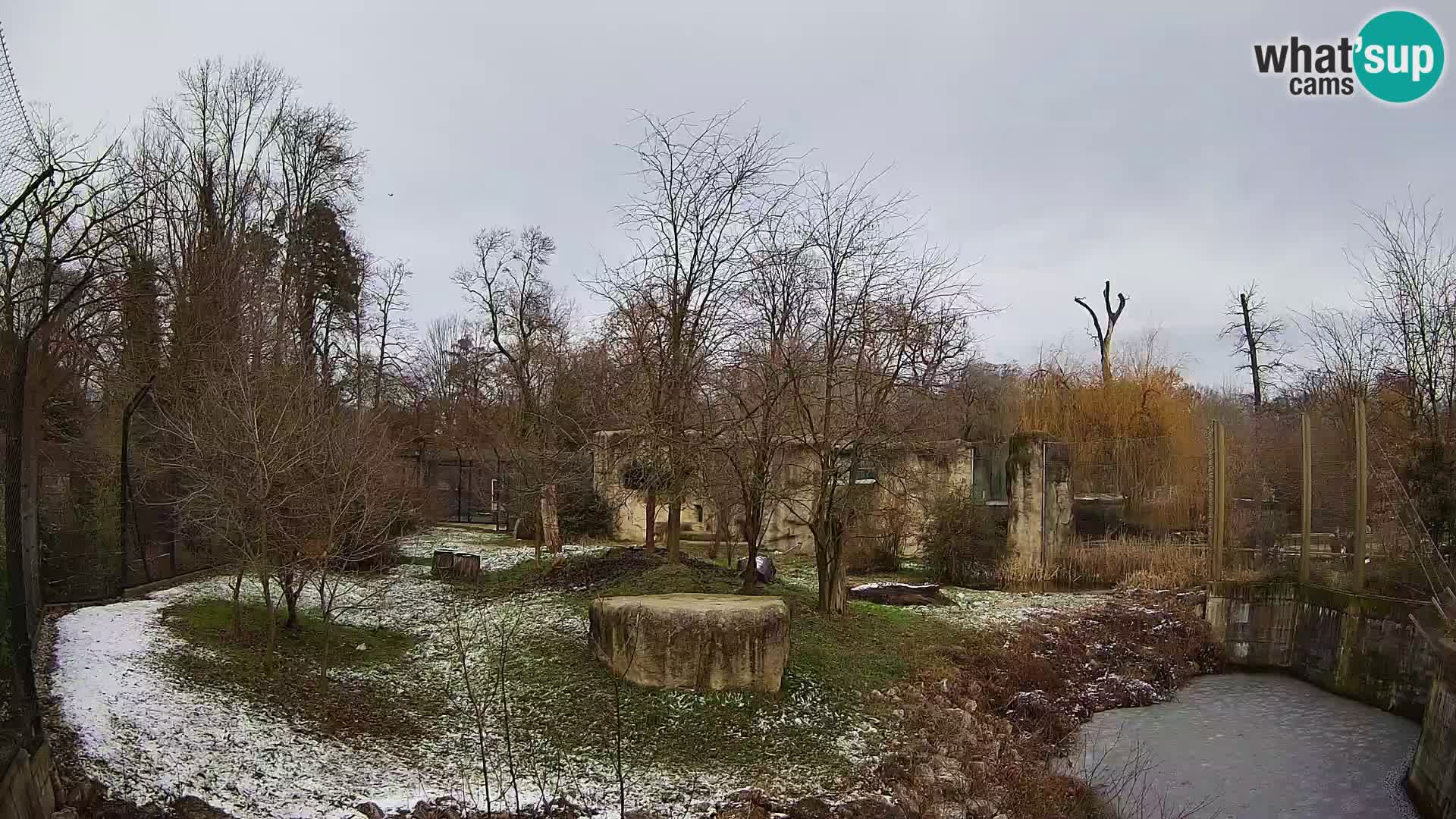 Zoo Zagreb – Lion