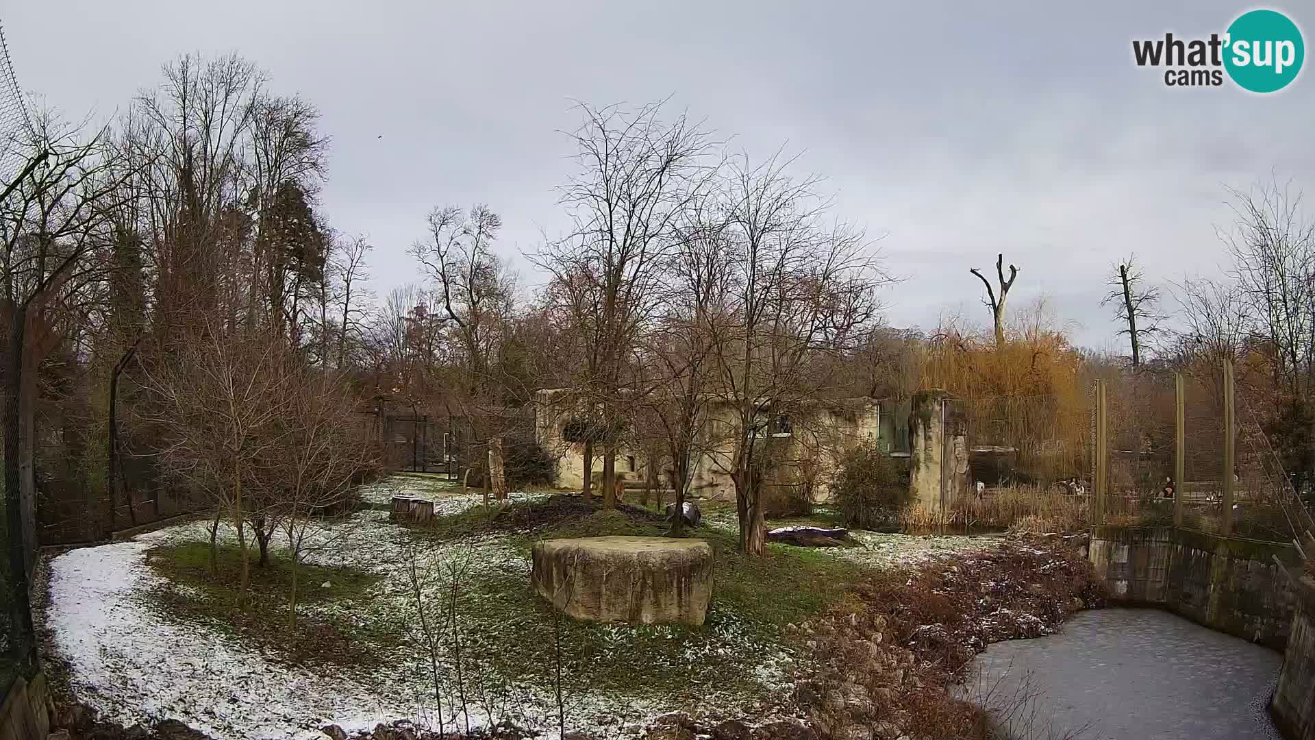 Zoo Zagreb – Lion