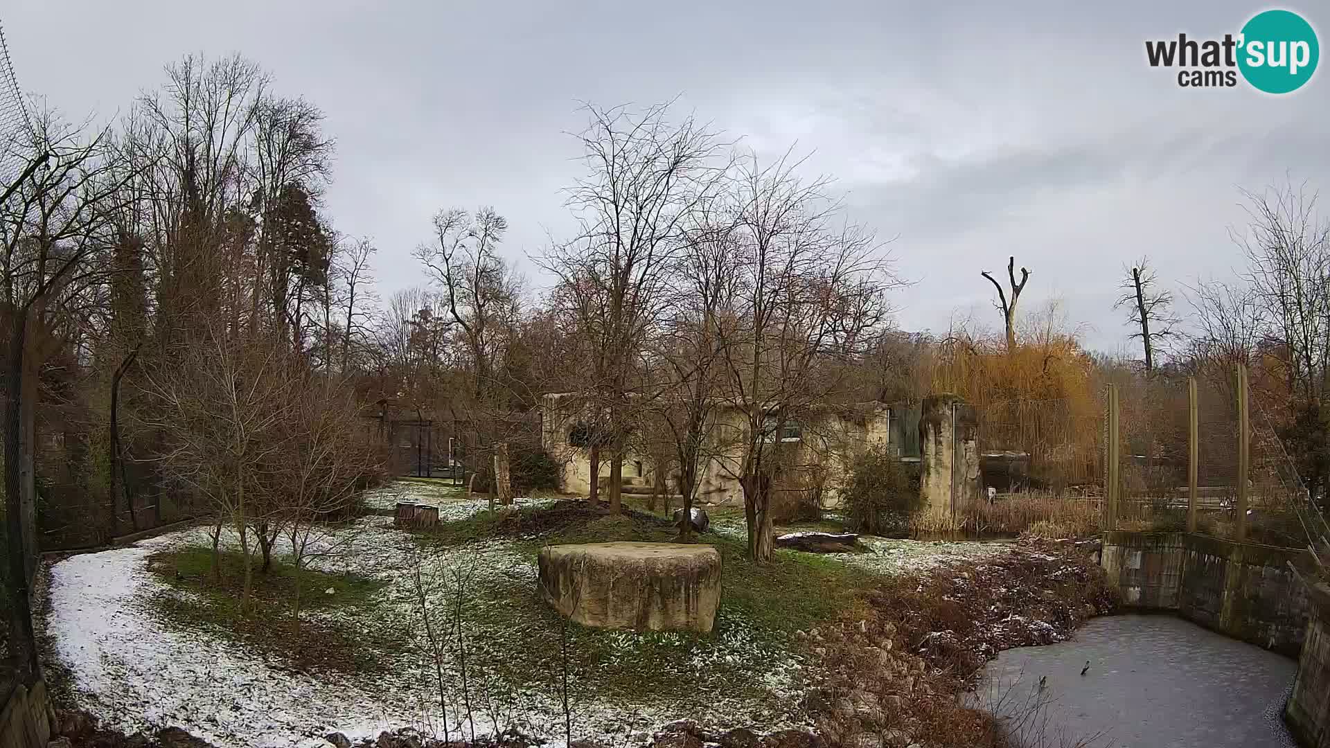 Zoo Zagreb – Lion