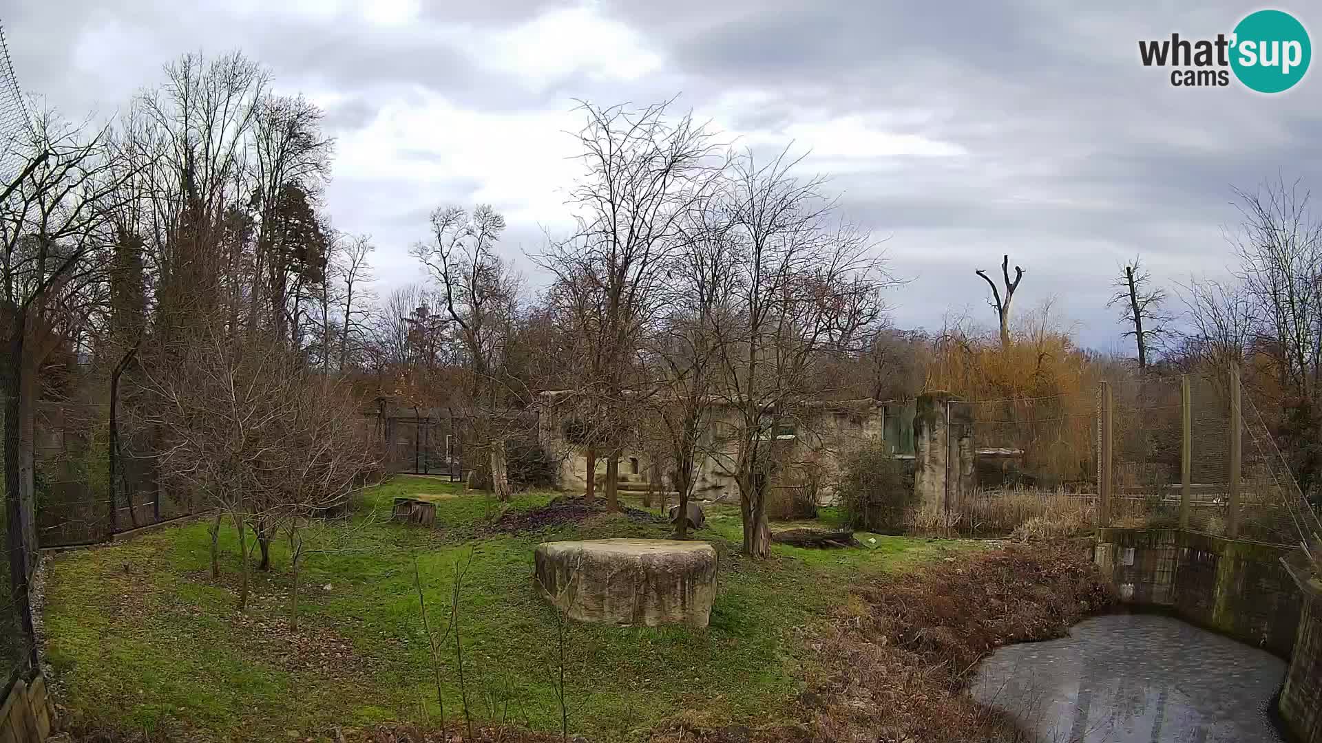 Zoo Zagreb – Lion