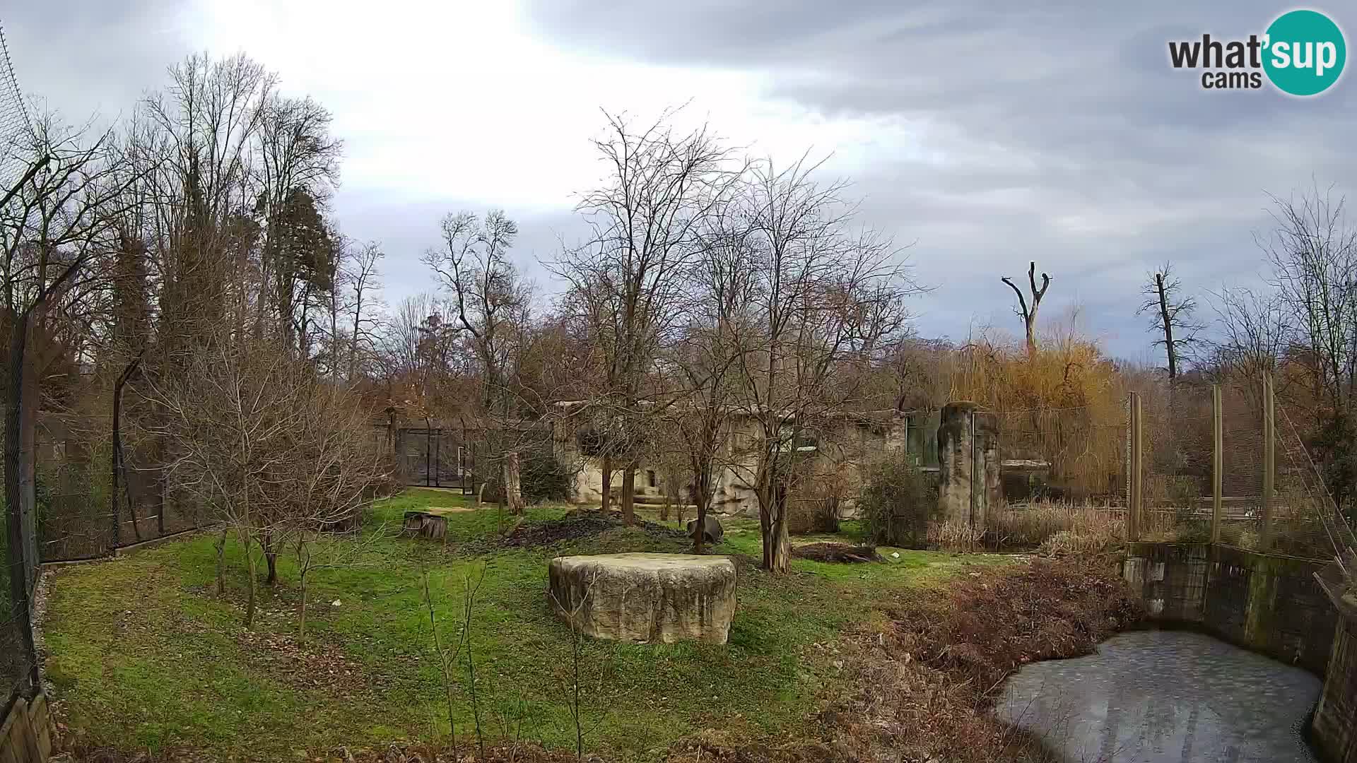 Zoo Zagreb – Lion