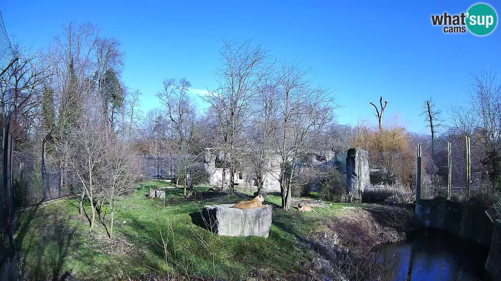 Zoo Zagreb – Löwen