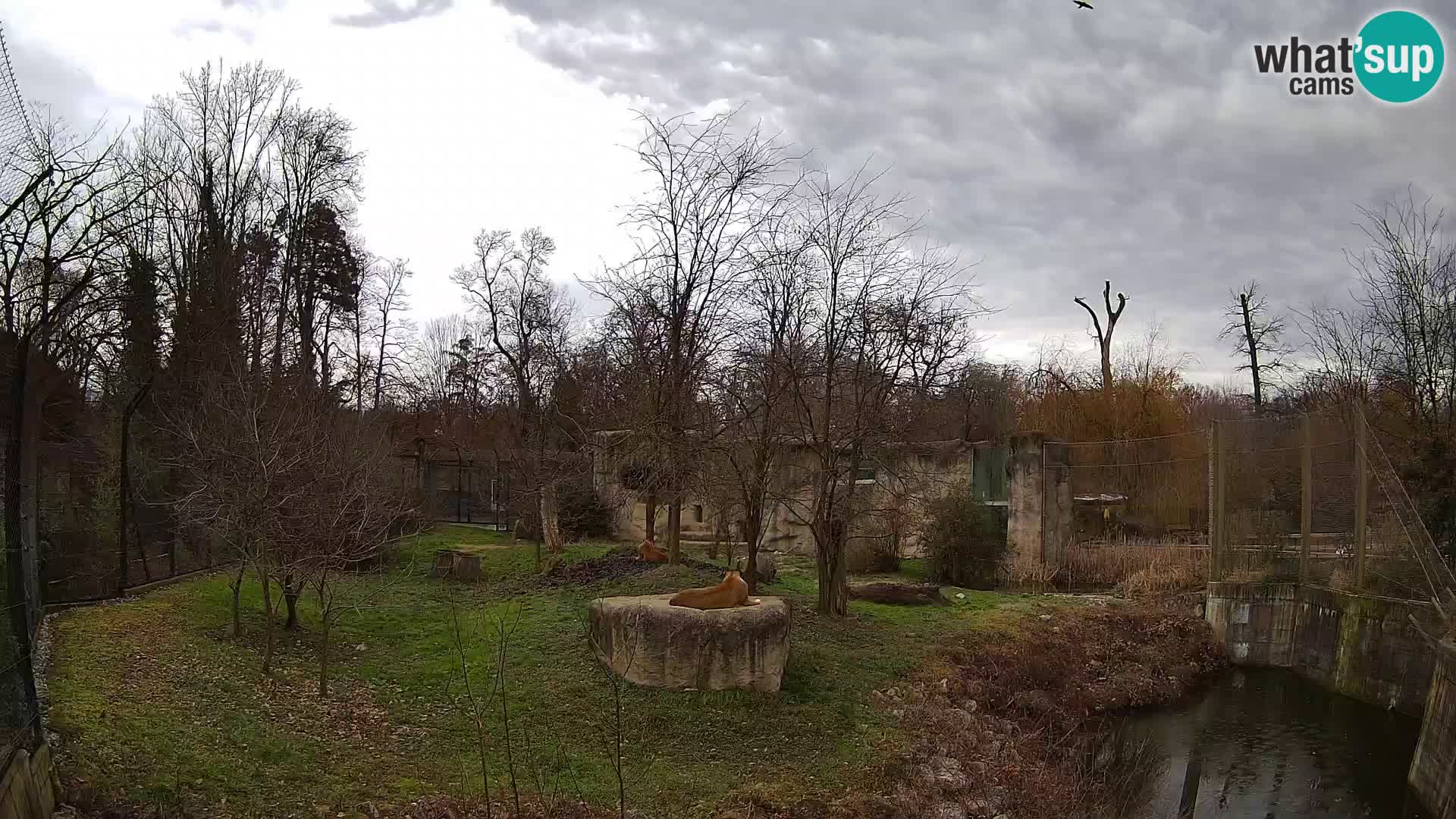 Zoo Zagreb – Lion