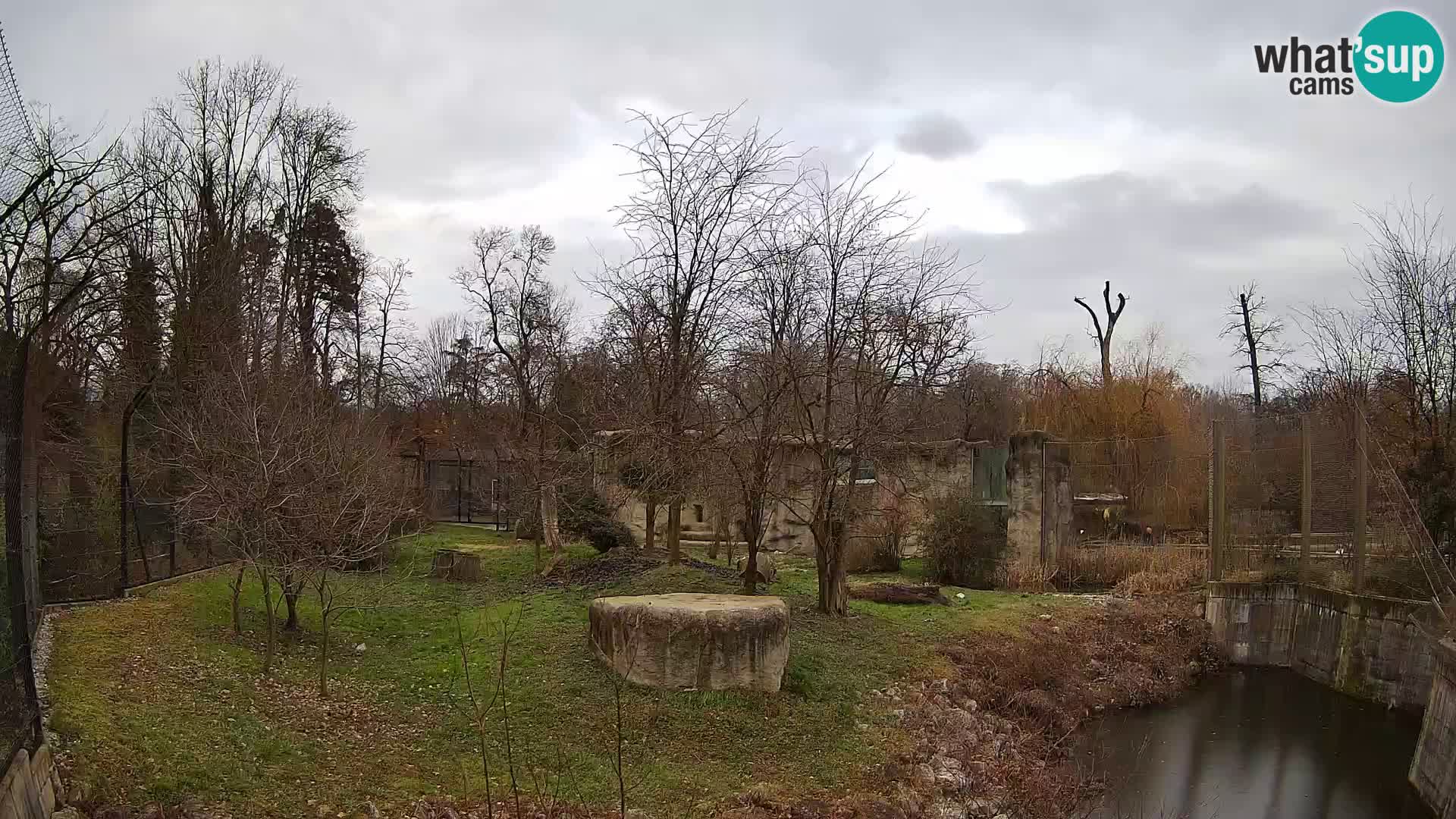 Zoo Zagreb – Lion