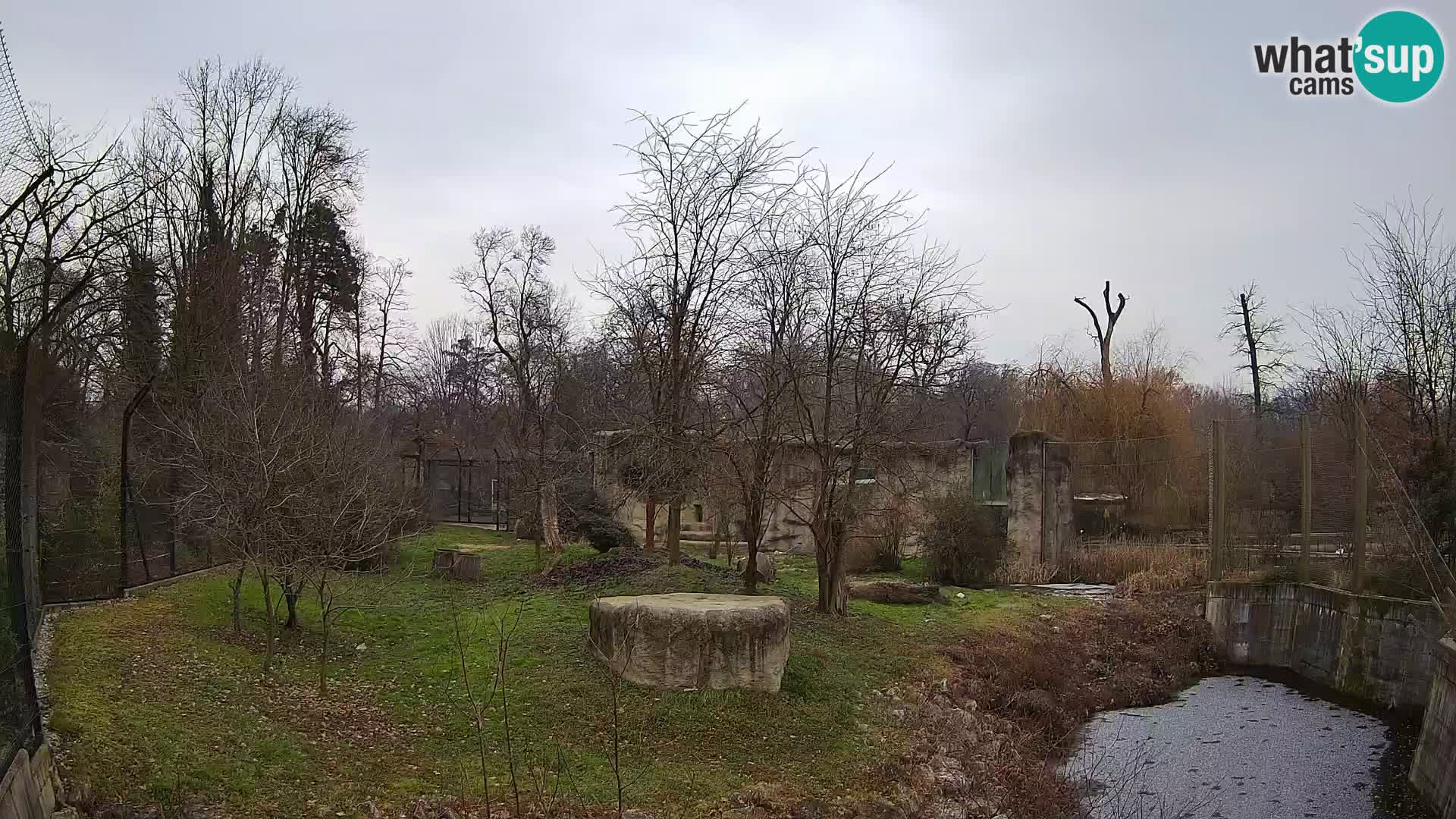 Zoo Zagreb – Lion