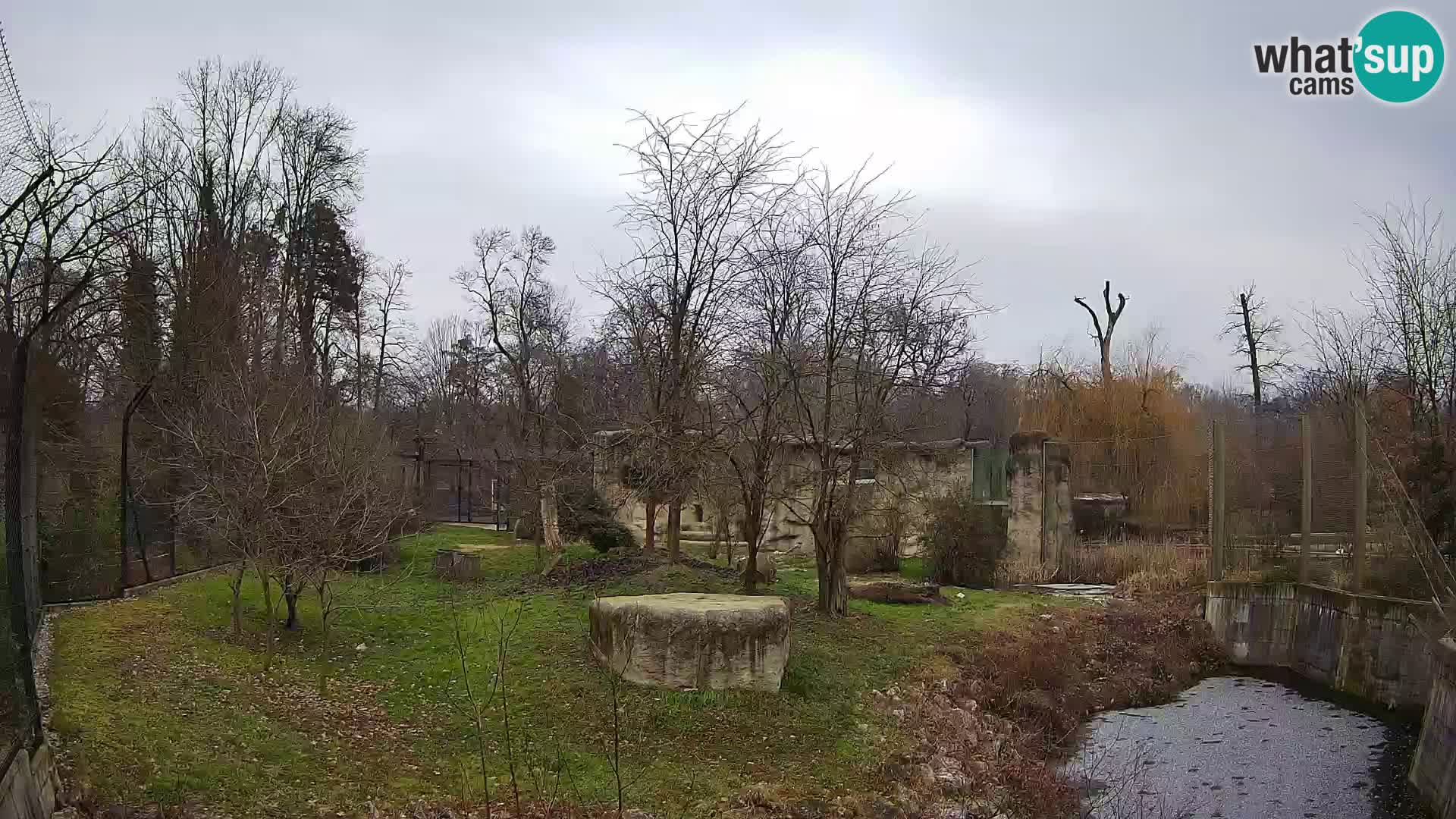 Zoo Zagreb – Lion