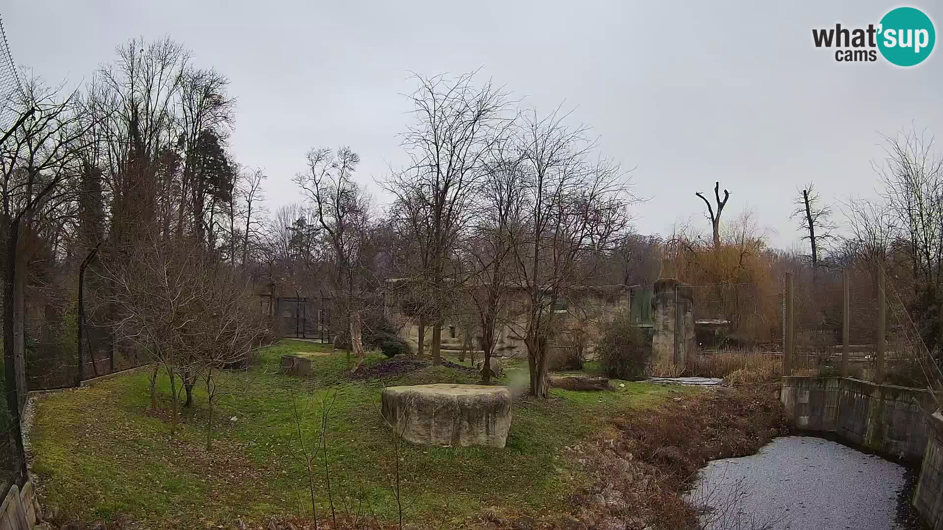 Zoo Zagreb – Lion