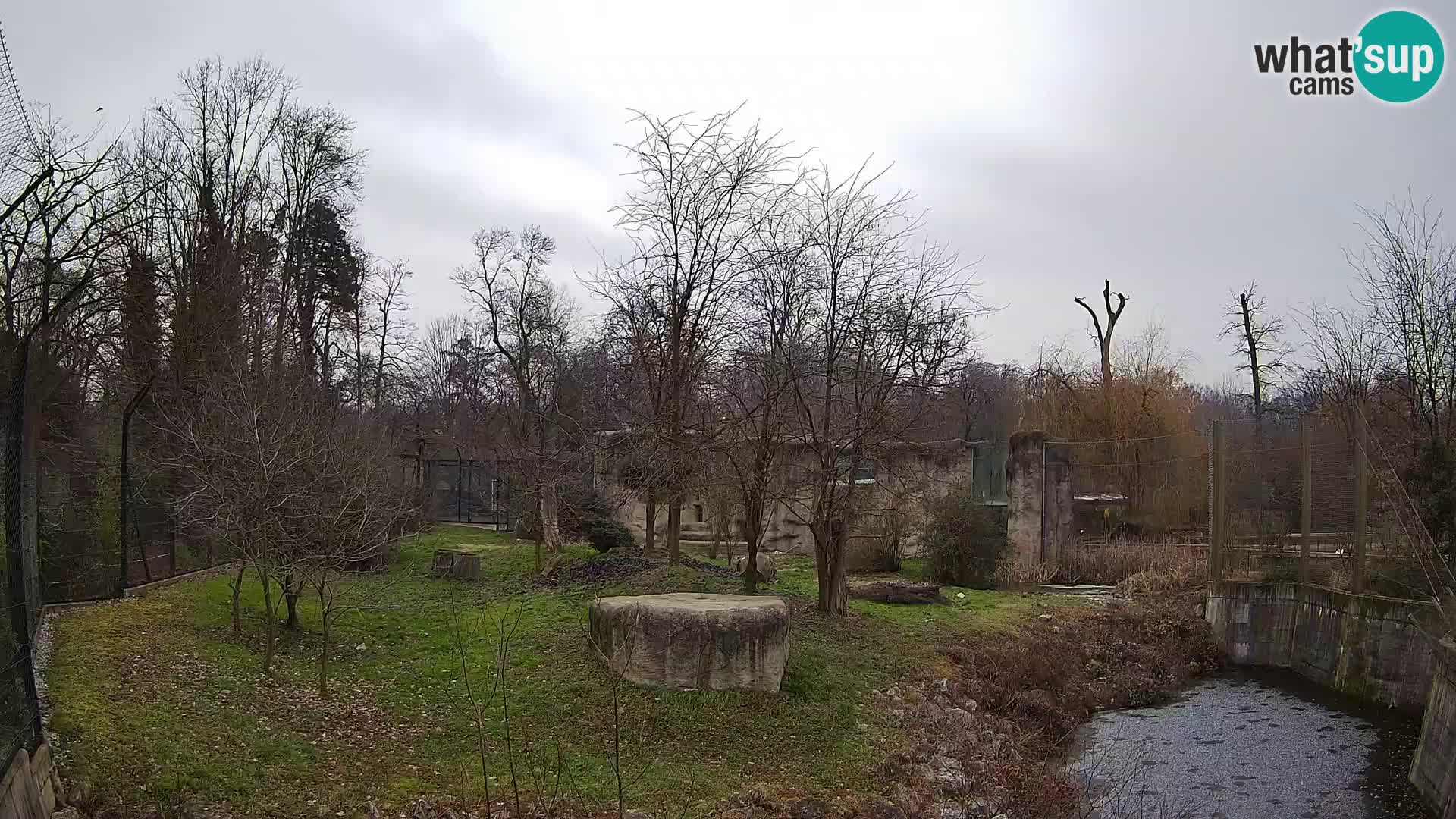 Zoo Zagreb – Lion