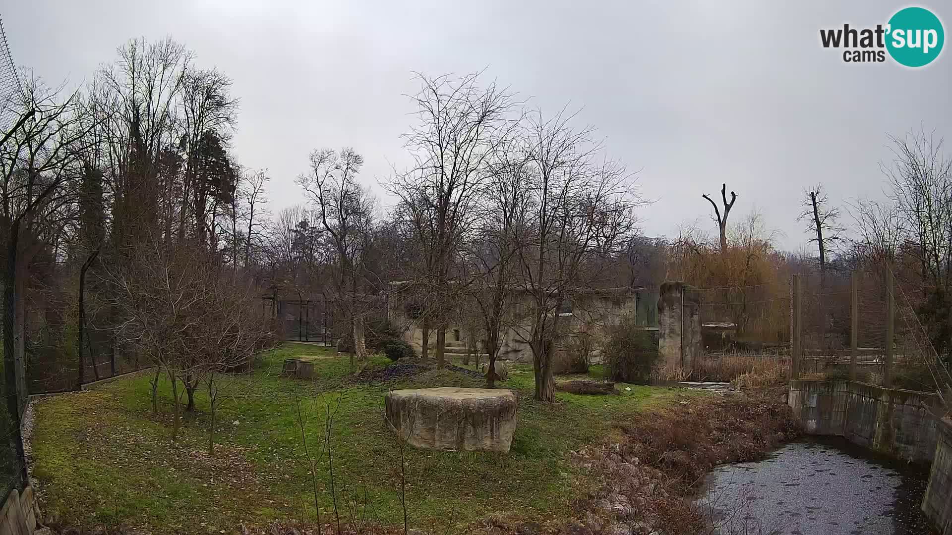 Zoo Zagreb – Lion