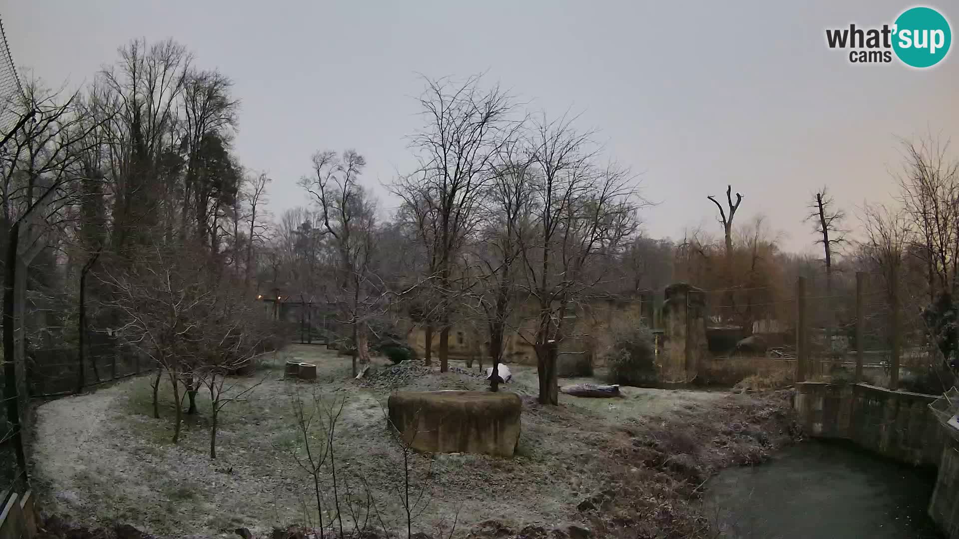 Zoo Zagreb – Lion