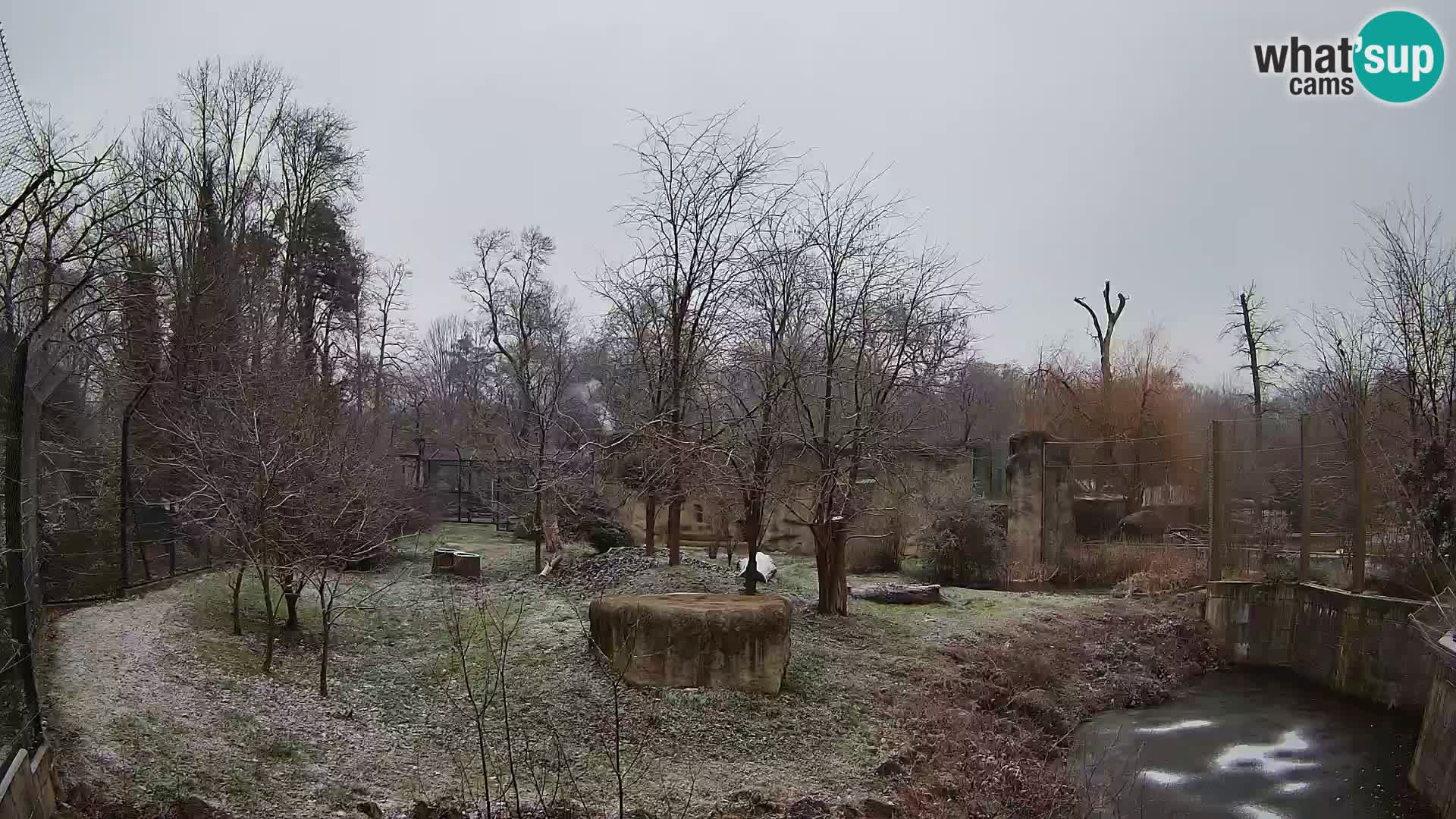 Zoo Zagreb – Lion