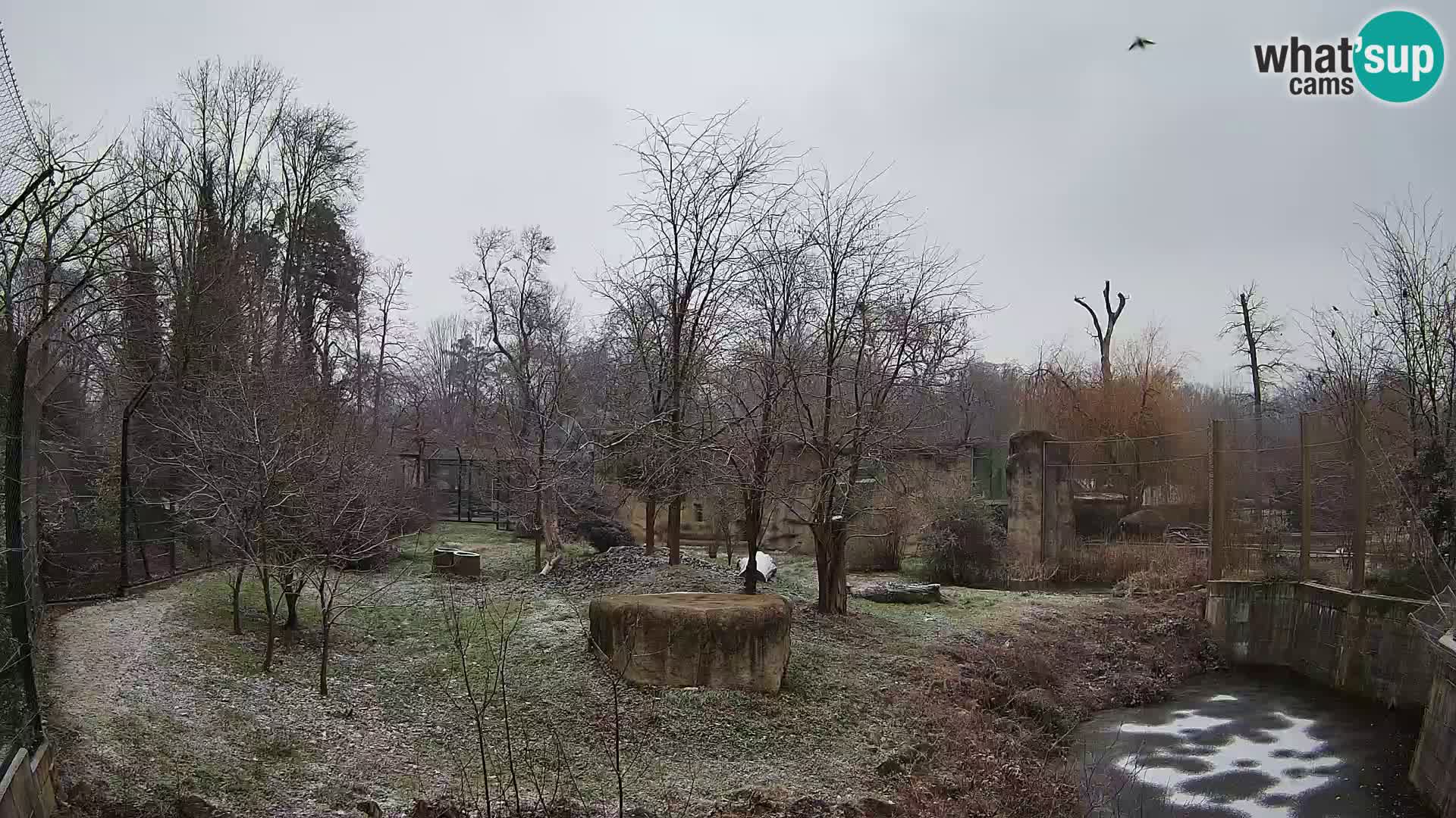 Zoo Zagreb – Lion