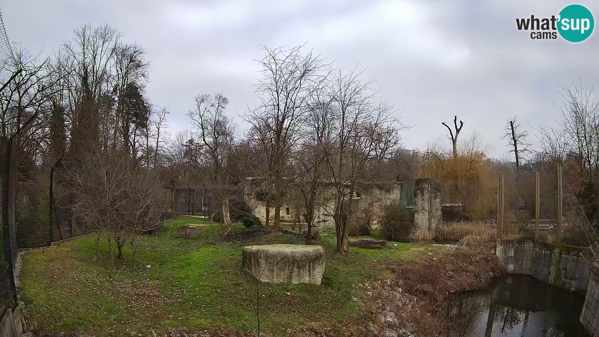 Zoo Zagreb – Lavovi