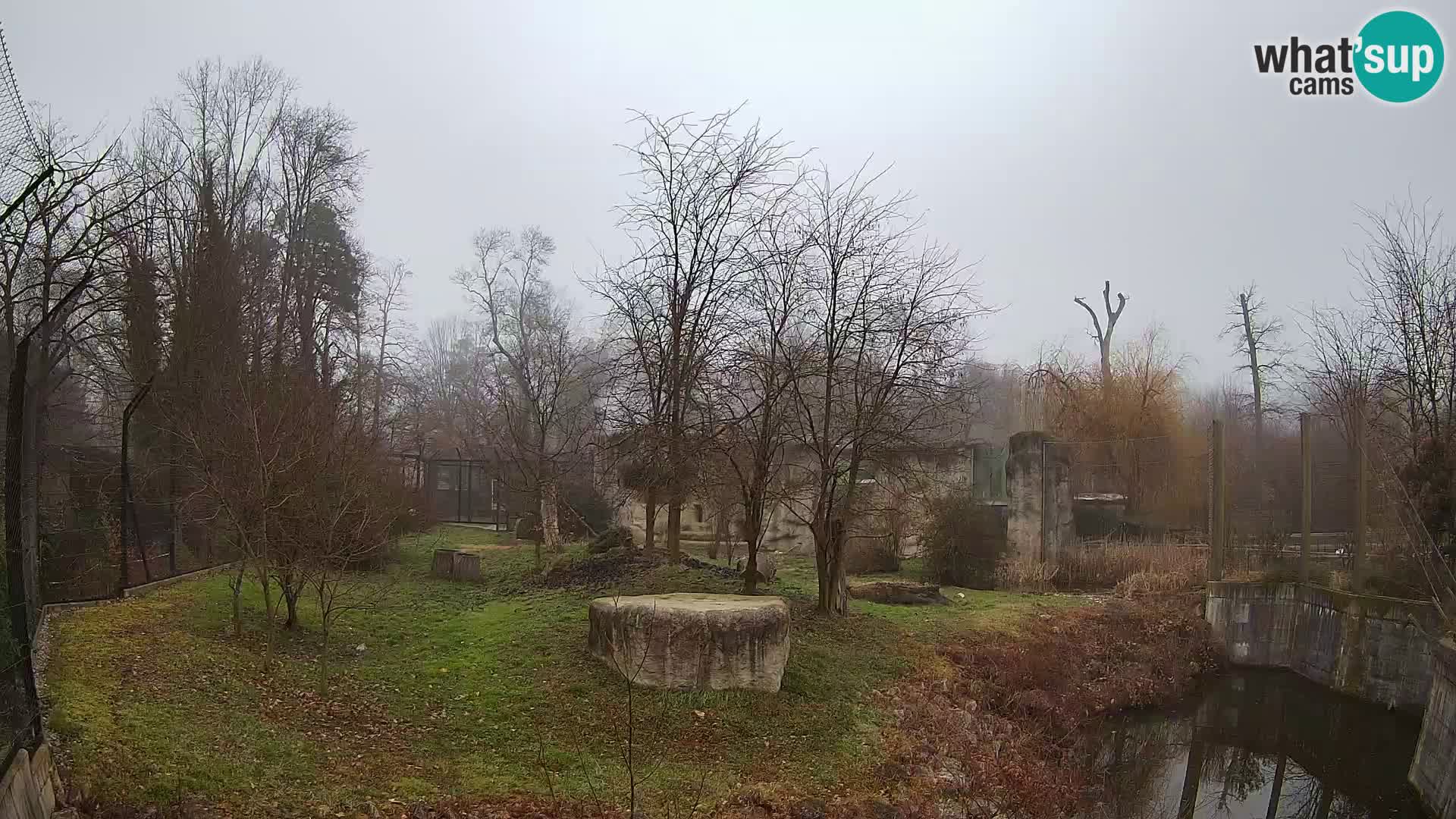 Zoo Zagreb – Lion