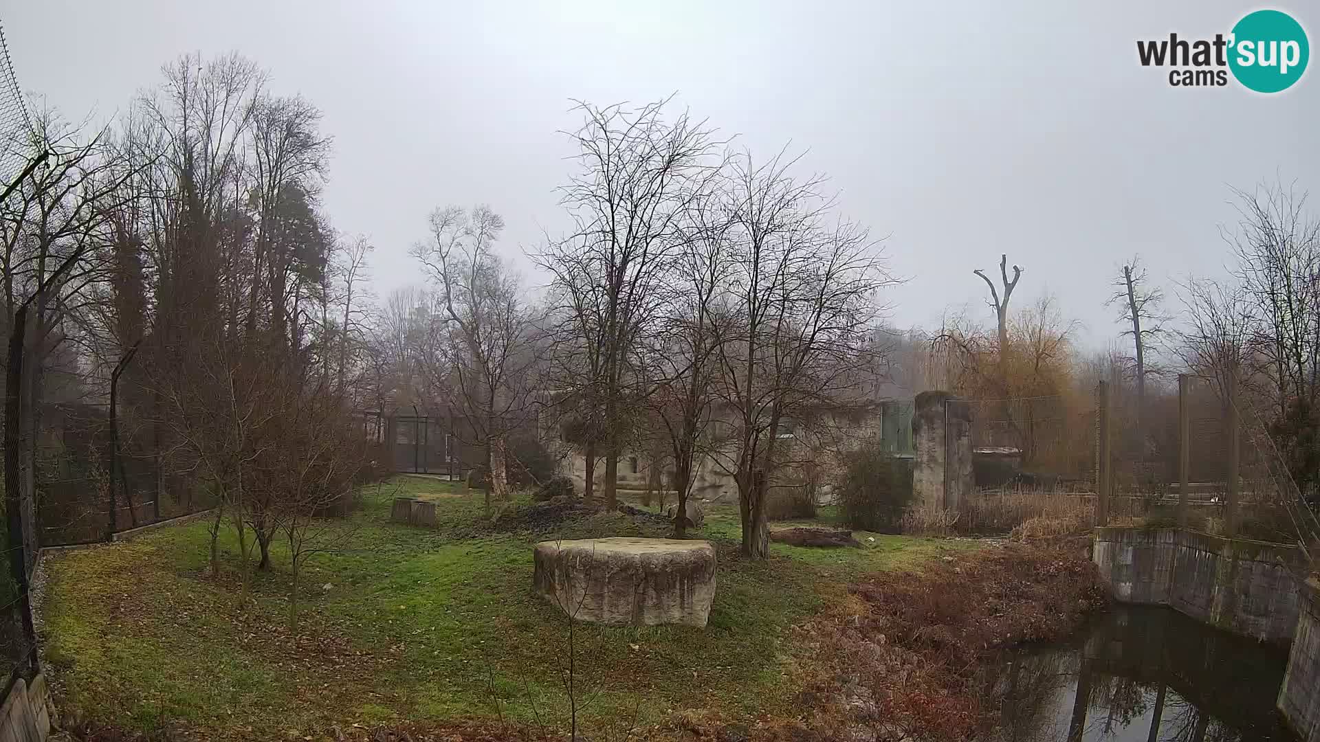 Zoo Zagreb – Lion