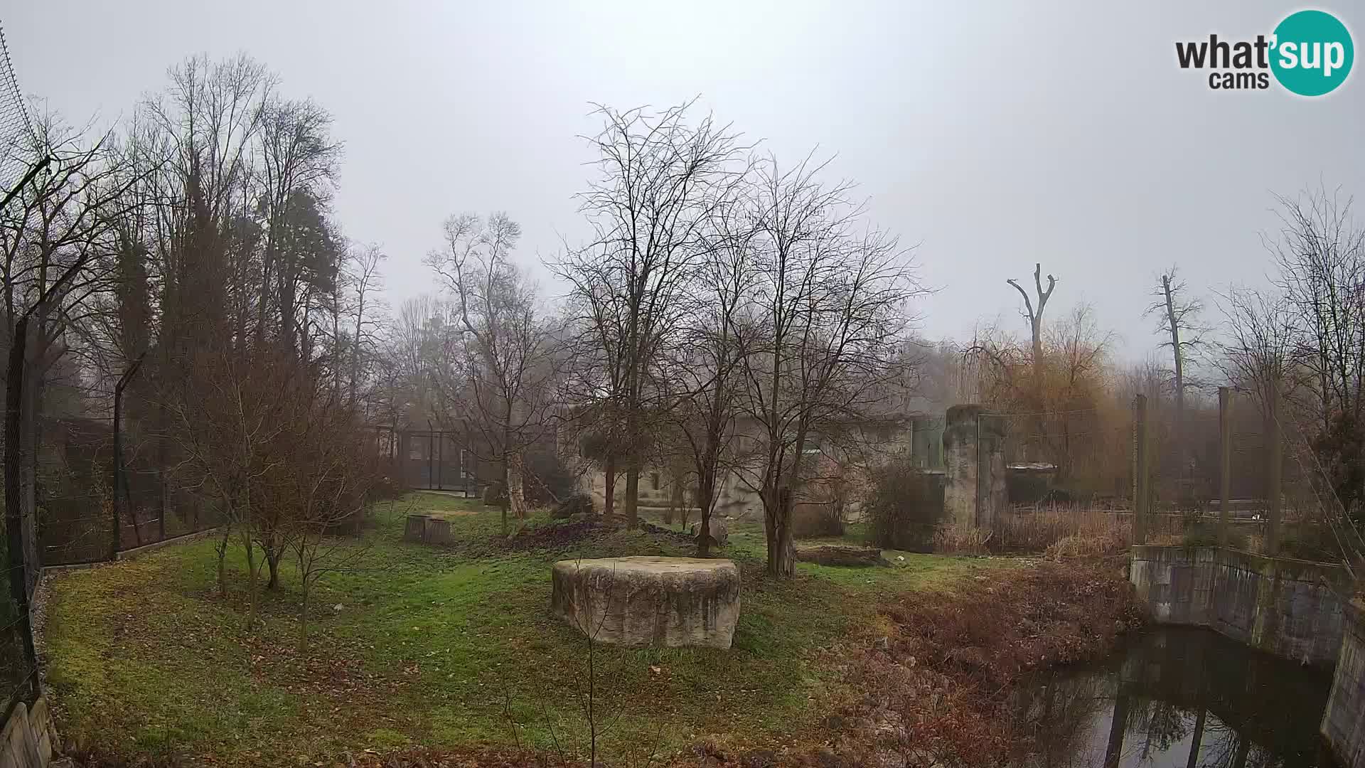 Zoo Zagreb – Lion