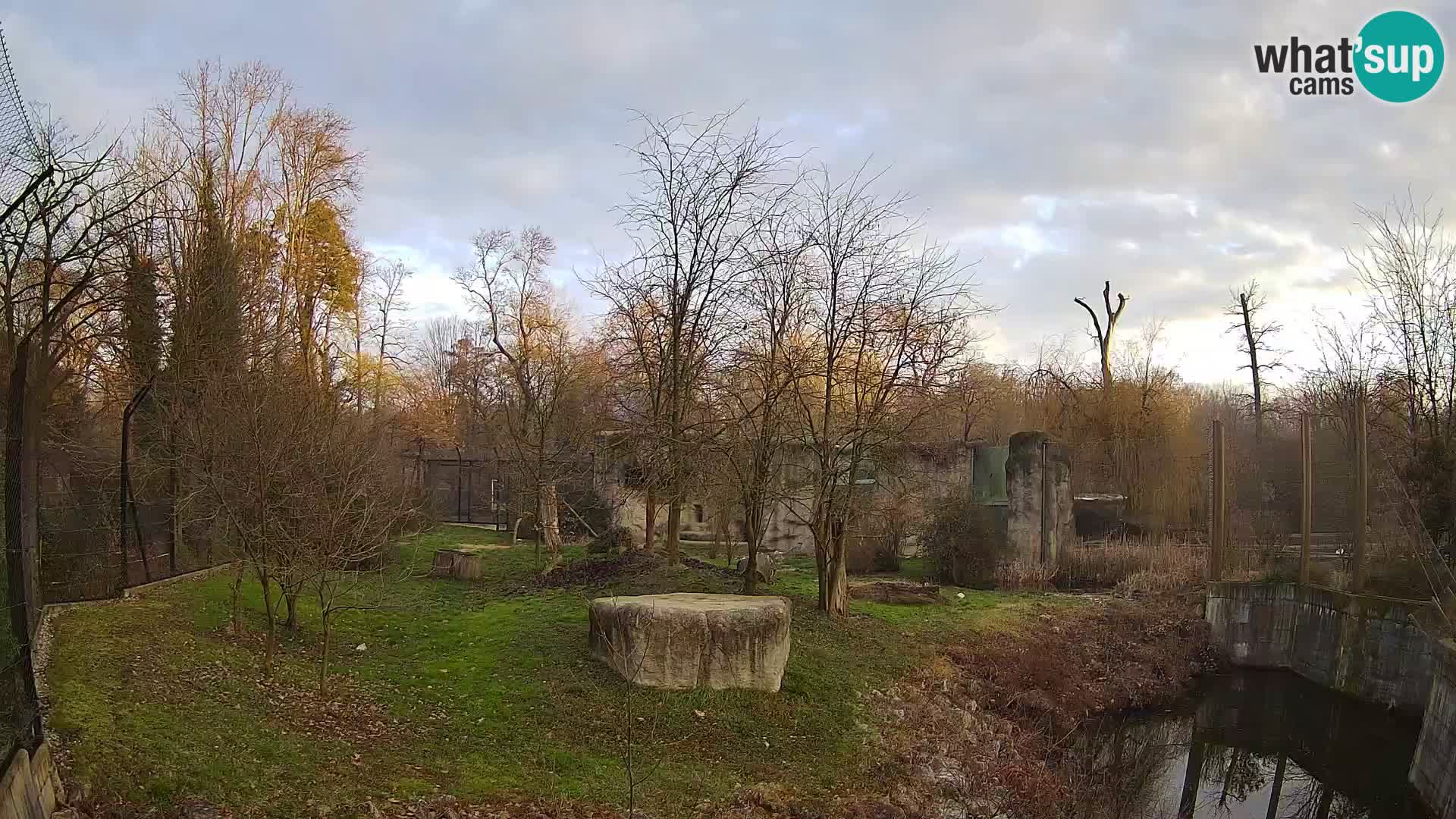 Zoo Zagreb – Lion