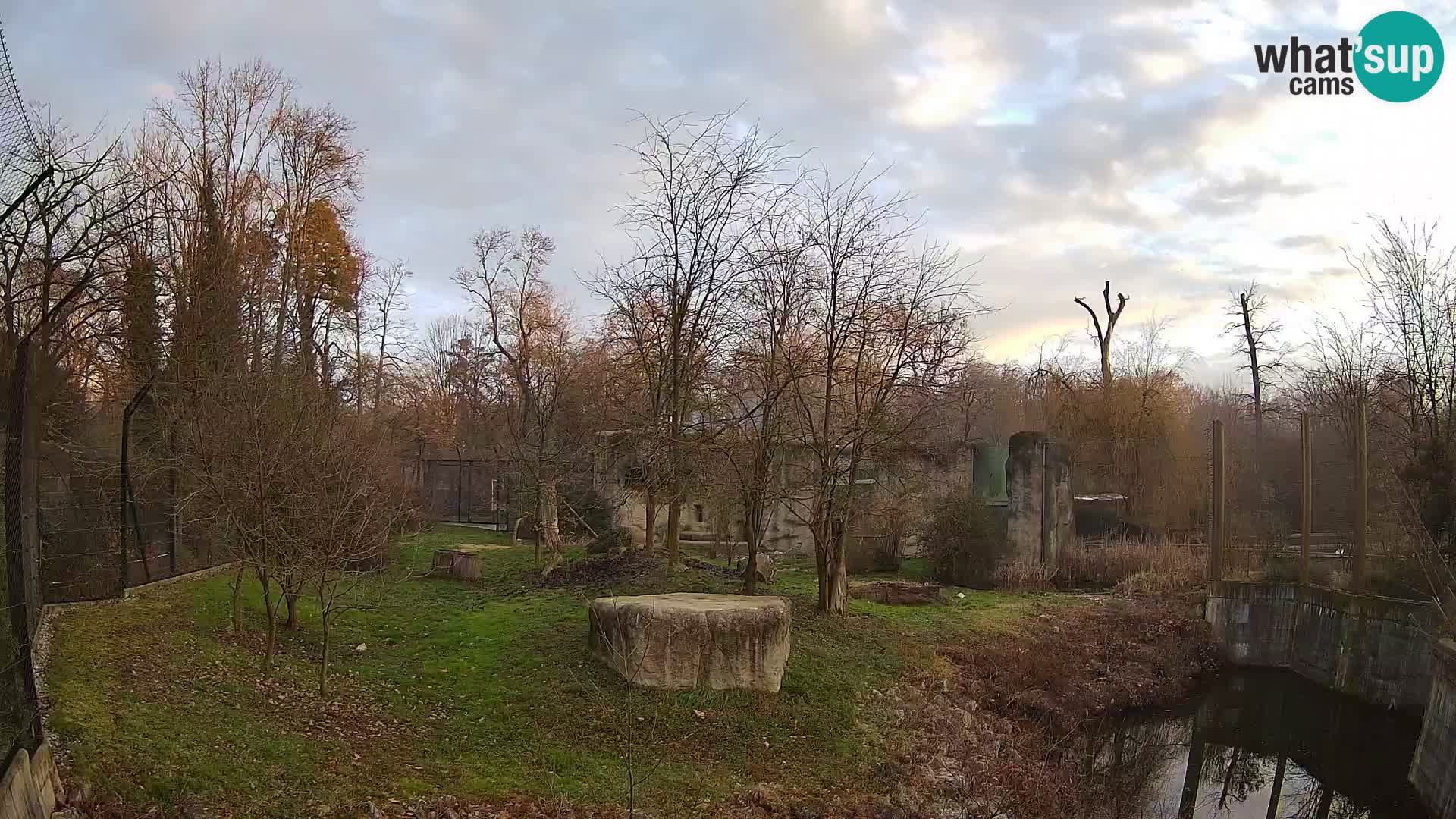 Zoo Zagreb – Lion