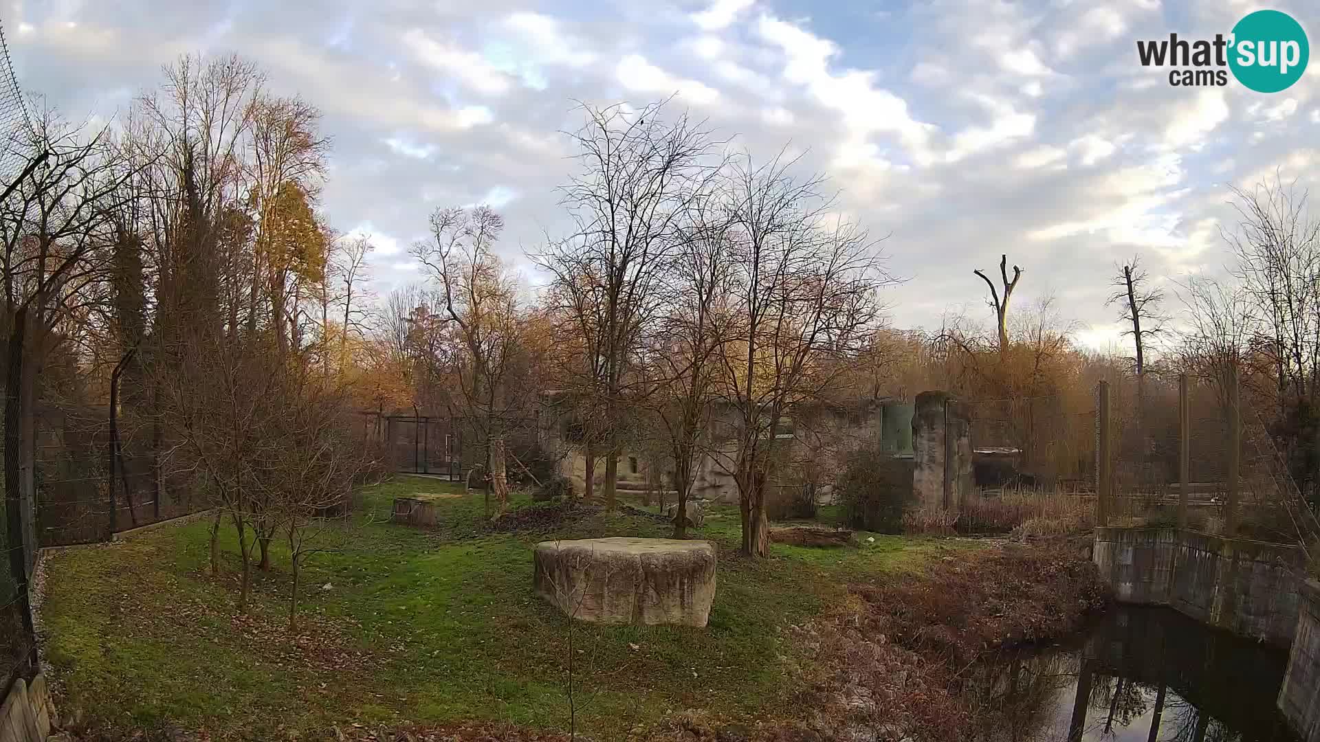 Zoo Zagreb – Lion