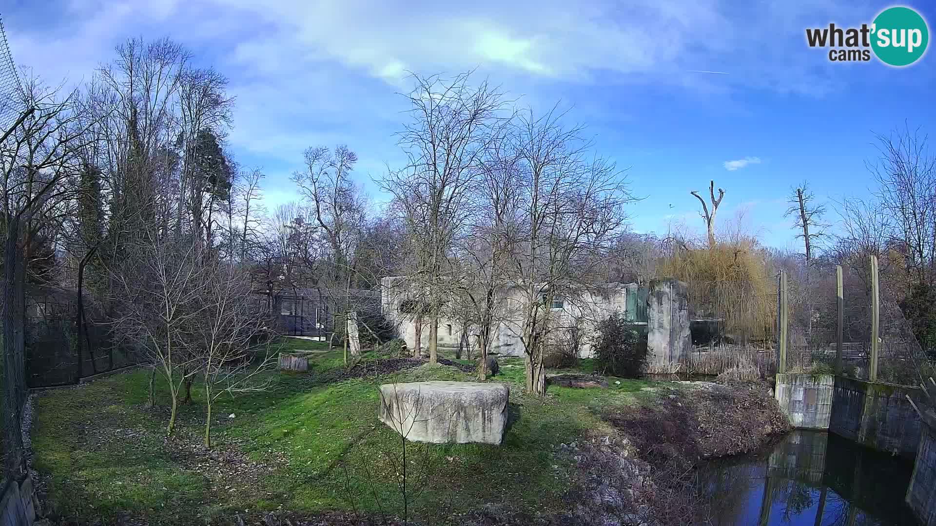 Zoo Zagreb – Lion