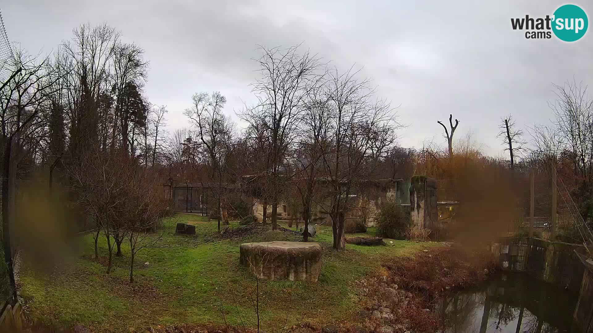 Zoo Zagreb – Lion