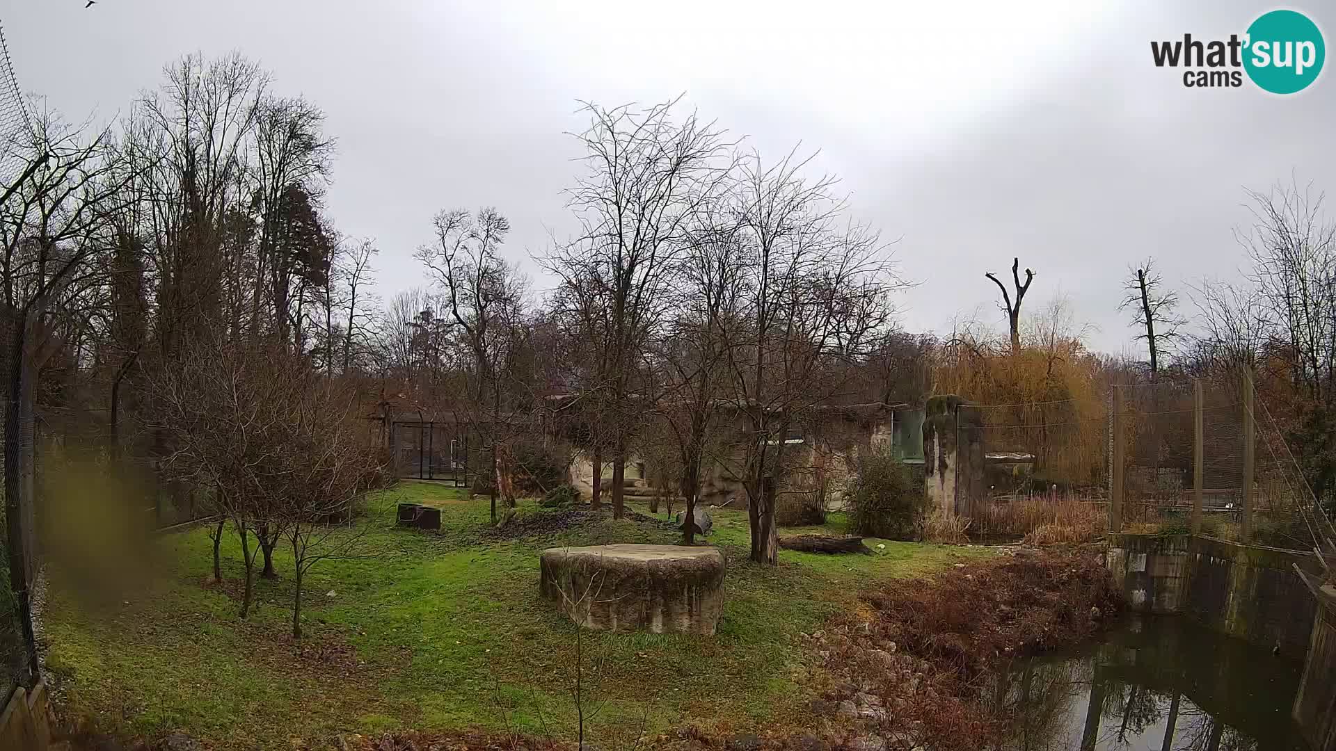 Zoo Zagreb – Lion