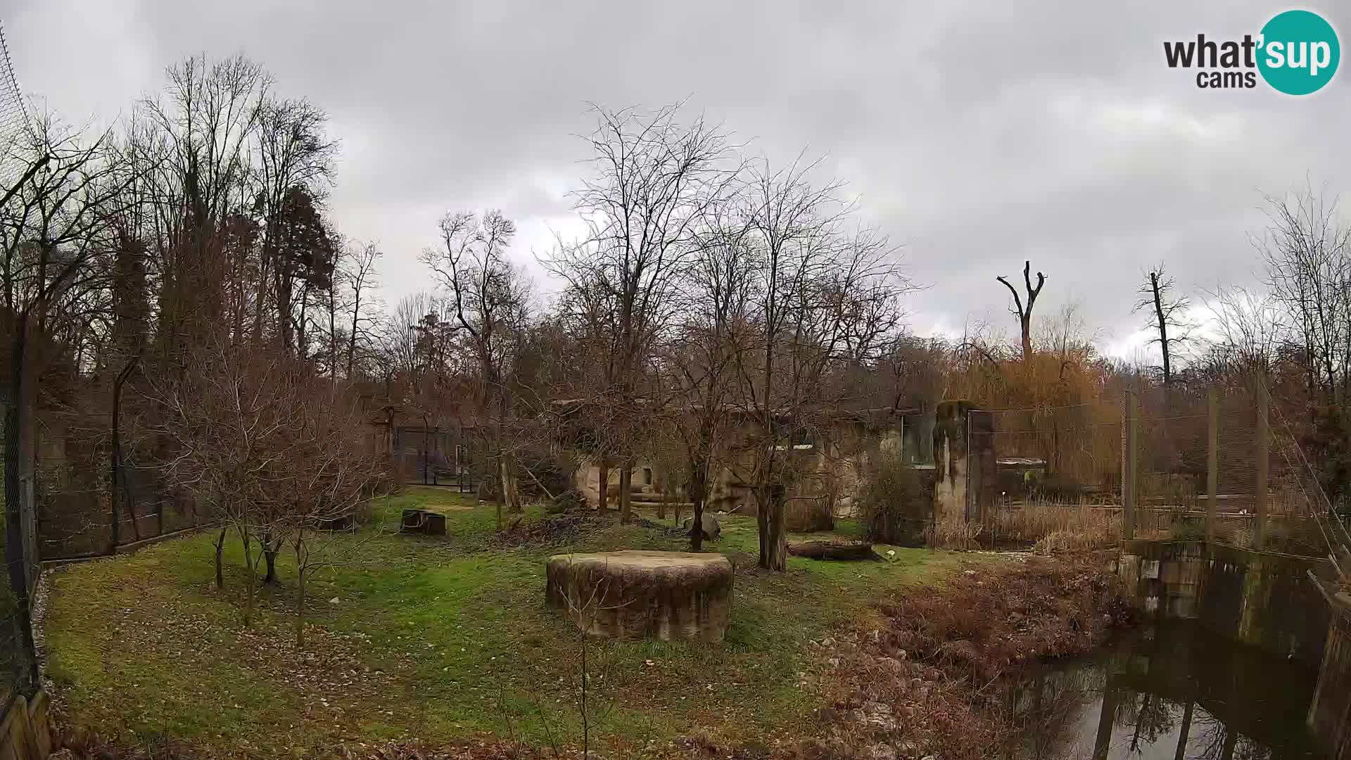 Zoo Zagreb – Lavovi