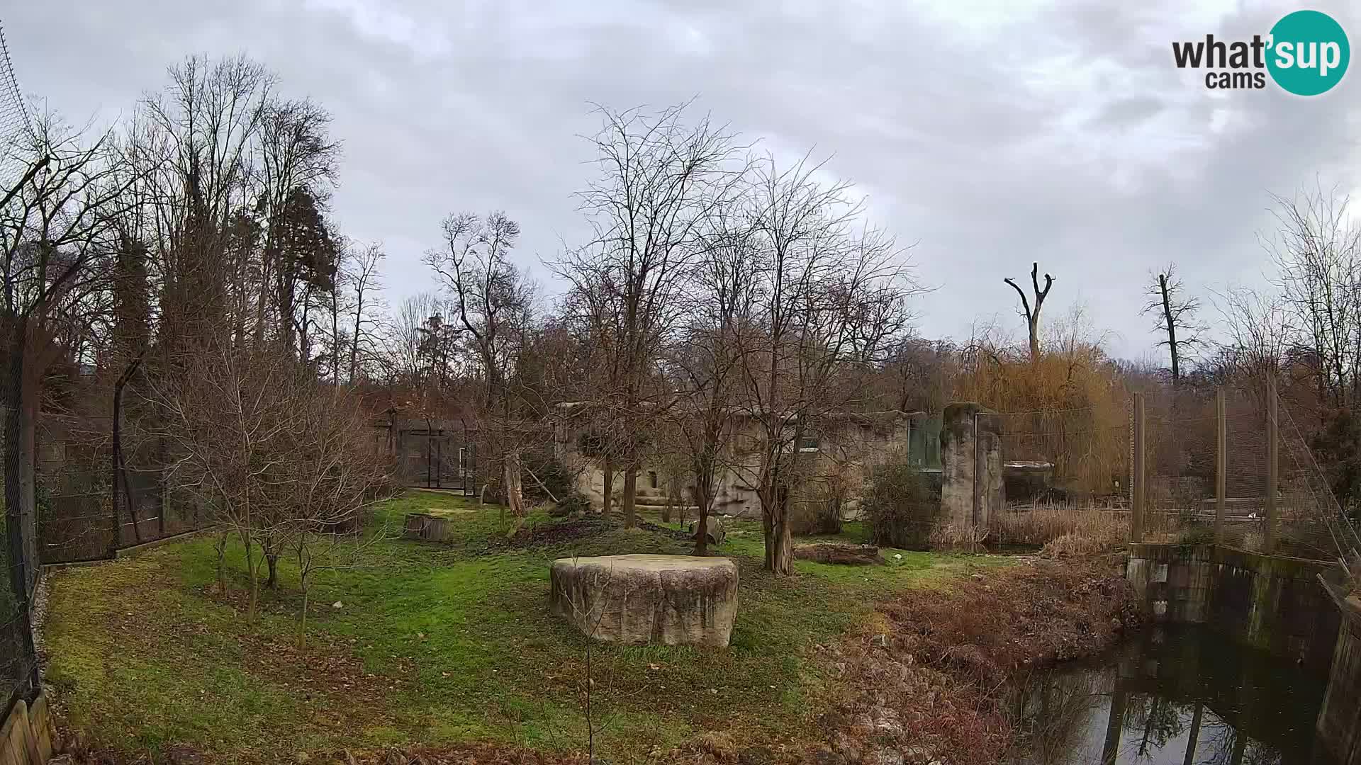 Zoo Zagreb – Lion